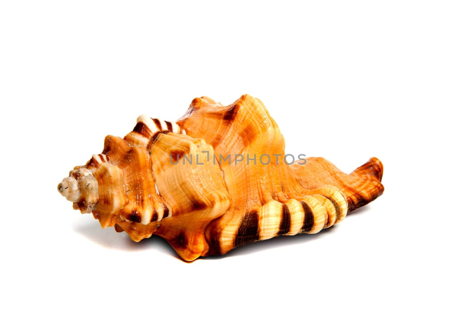 Marine sea shell in a studio setting against a white background