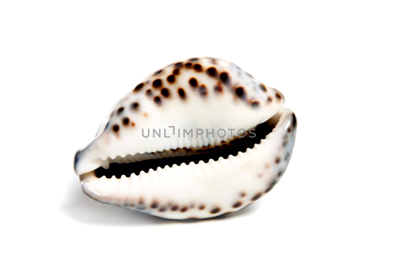 Marine sea shell in a studio setting against a white background
