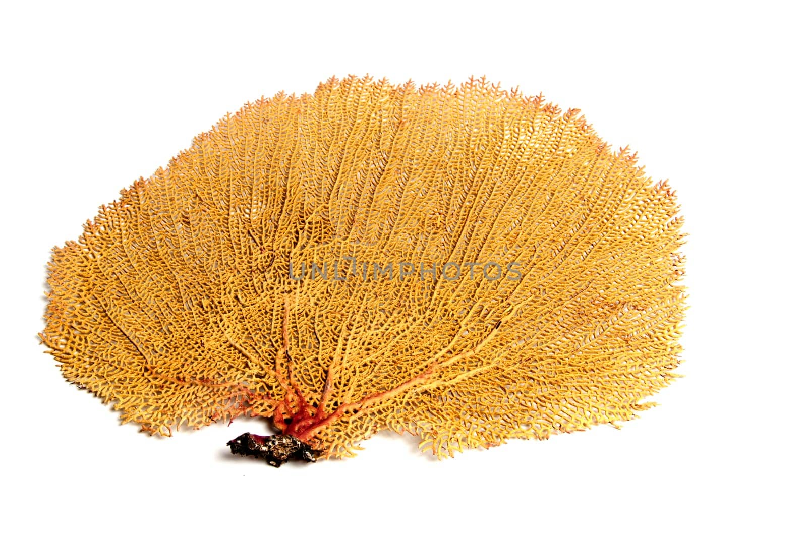 Marine sea shell in a studio setting against a white background