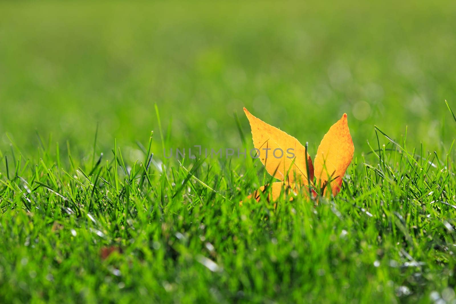 yellow leaf