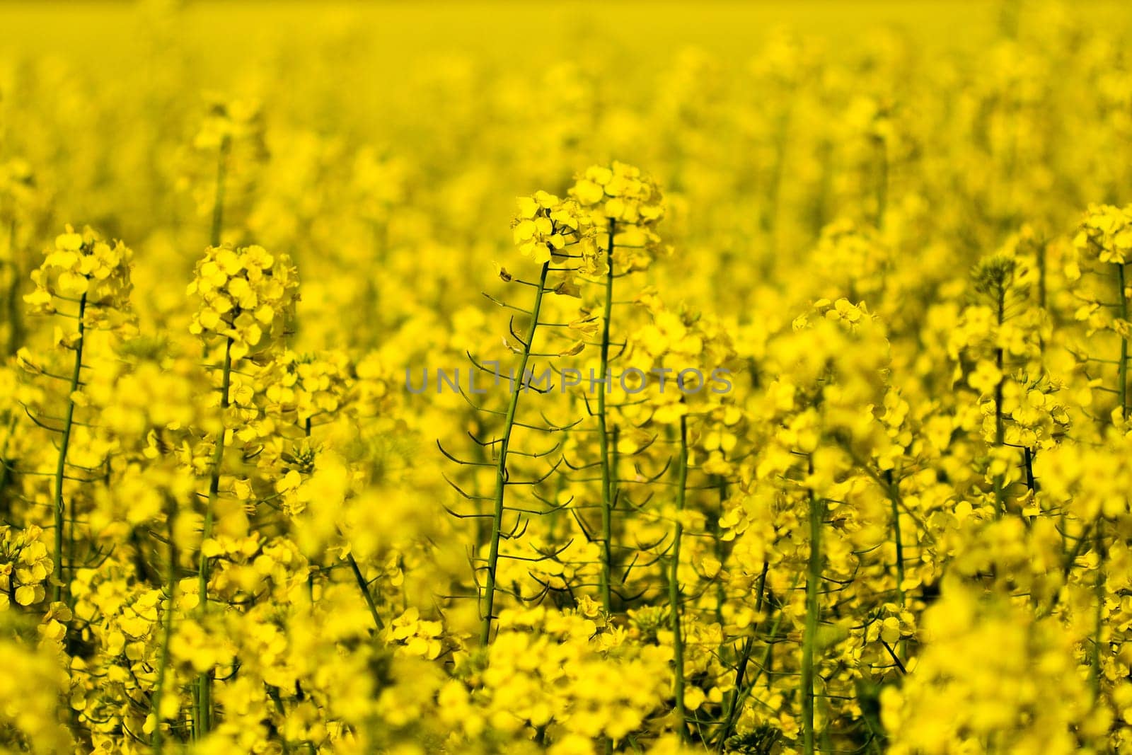 Field full of yellow rape seed