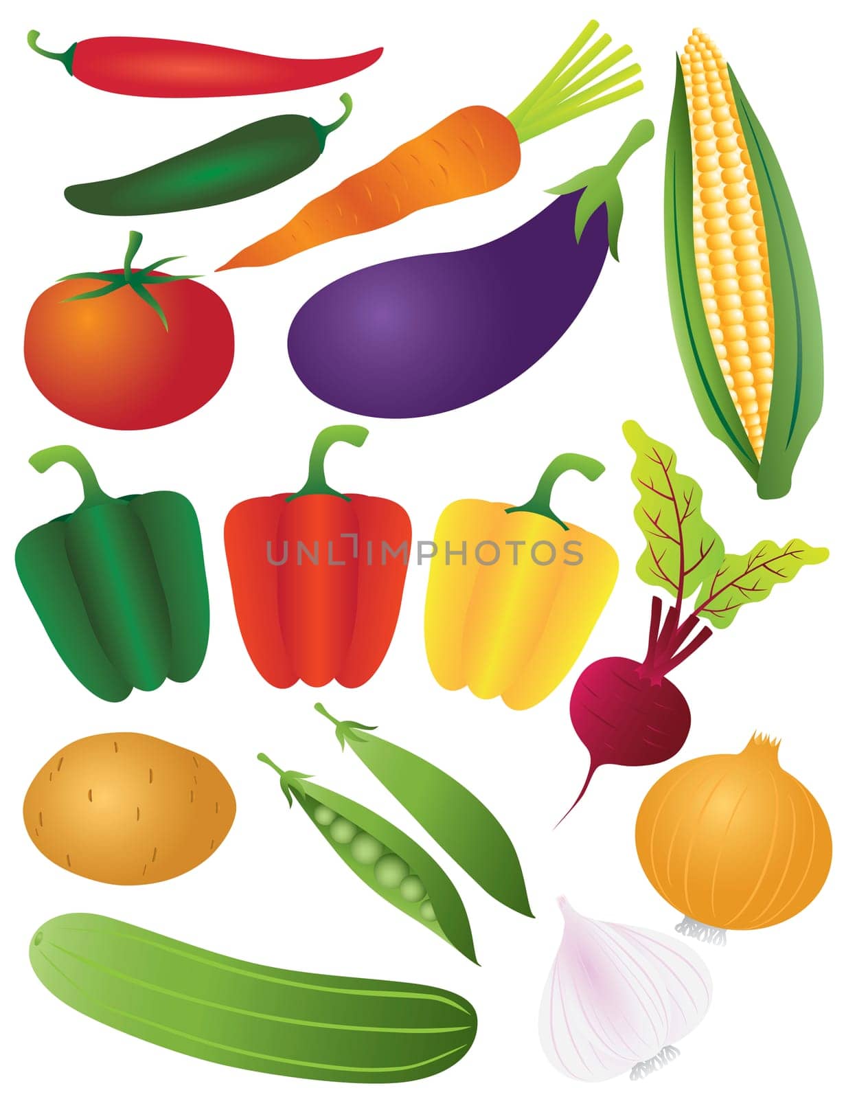 Vegetables Tomato Bell Peppers Chili Carrot Eggplant Potato Peapod Peas Onion Garlic Beet Corn Illustration