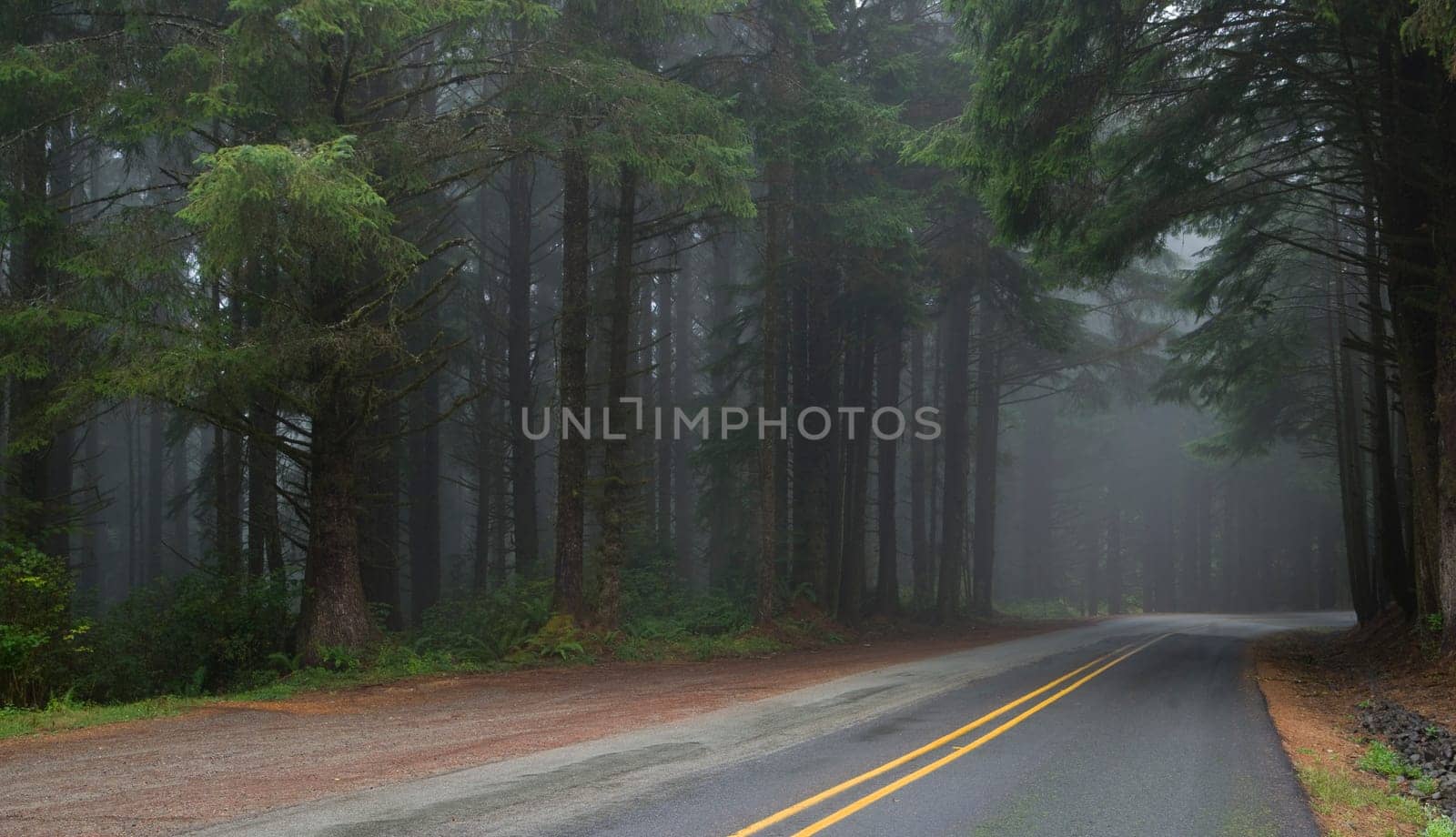 The road winds down towards the beach through the trees