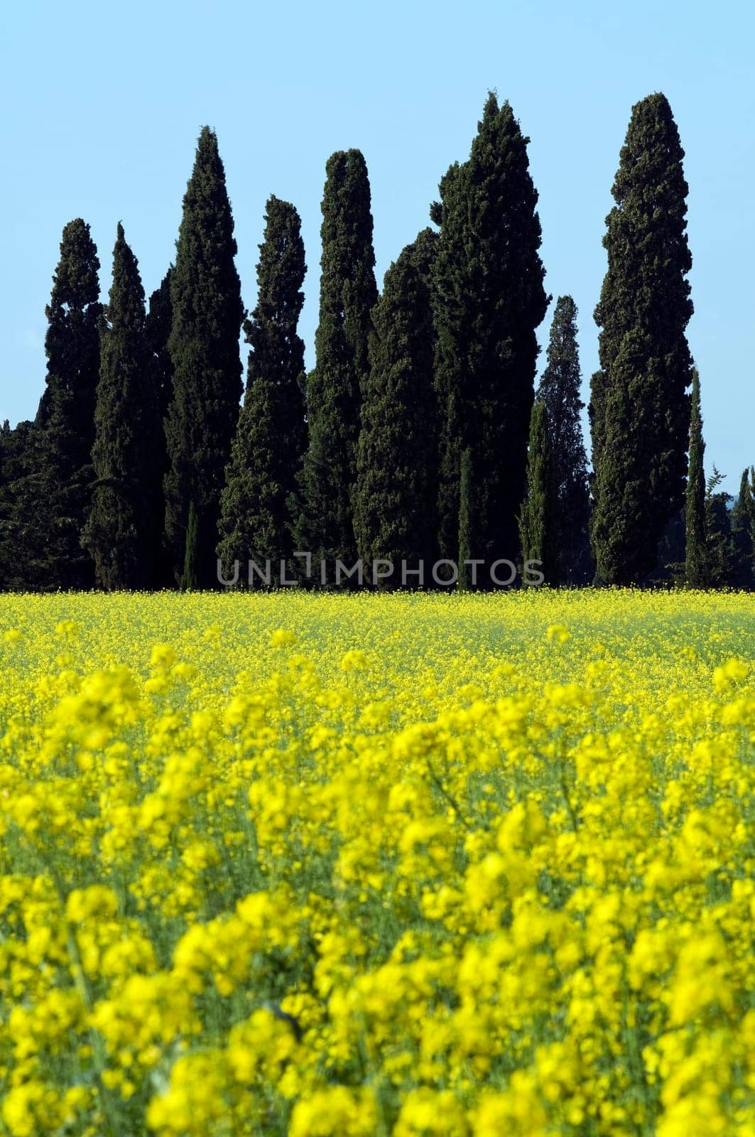 Cypress trees on yellow field in Tuscany - Italy