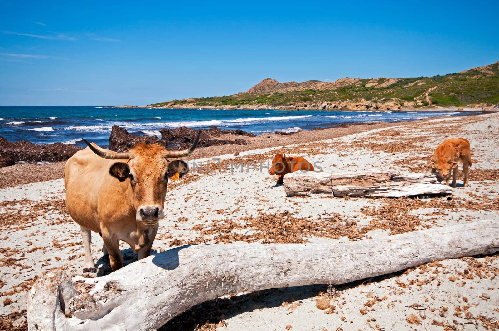 Cows on the beach Ostriconi, Corsica - France