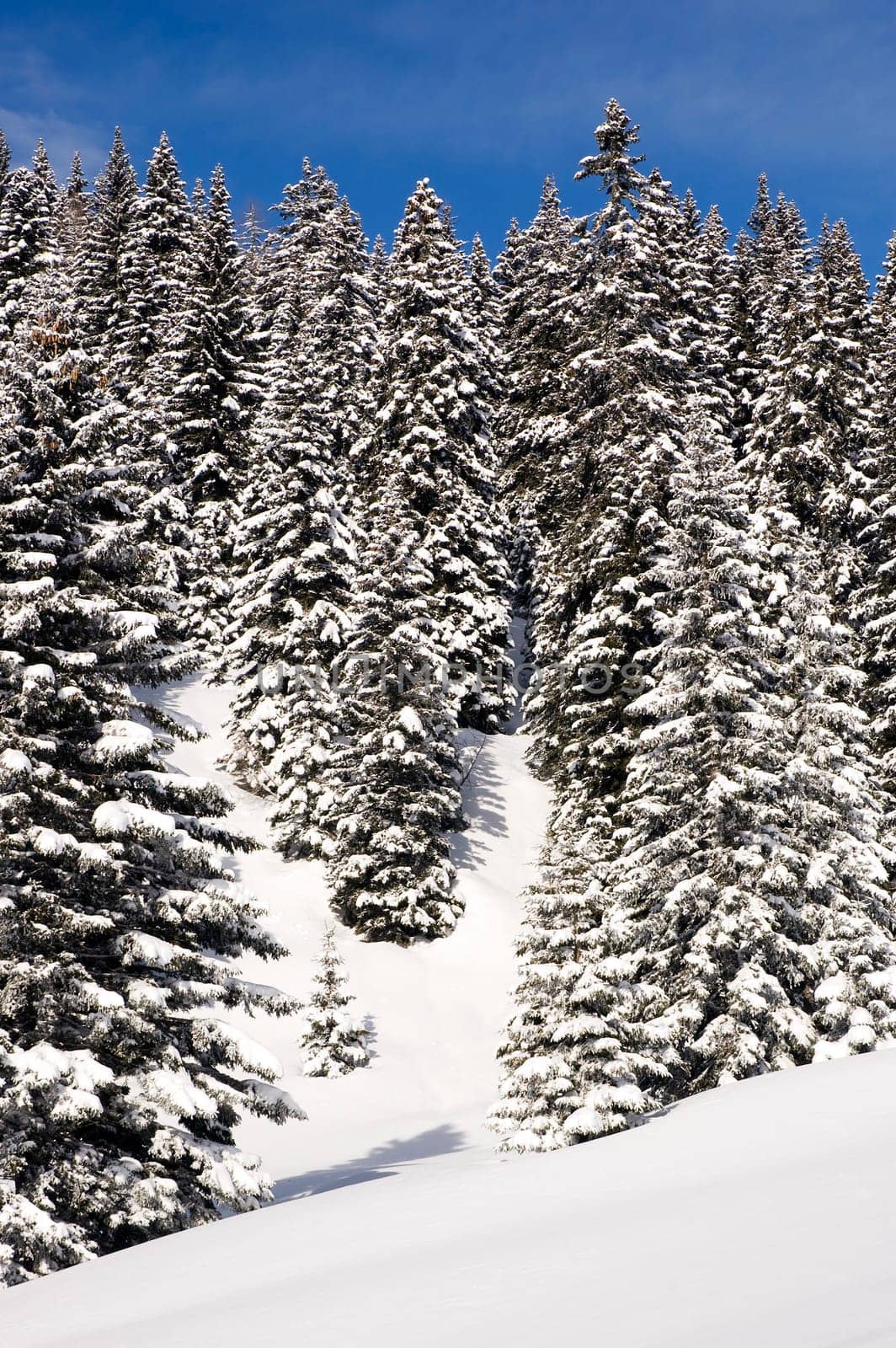 beautiful winter landscape on a sunny day