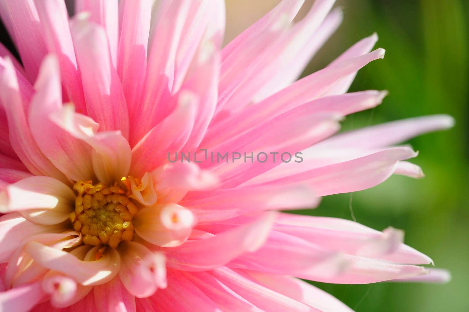 Dahlias