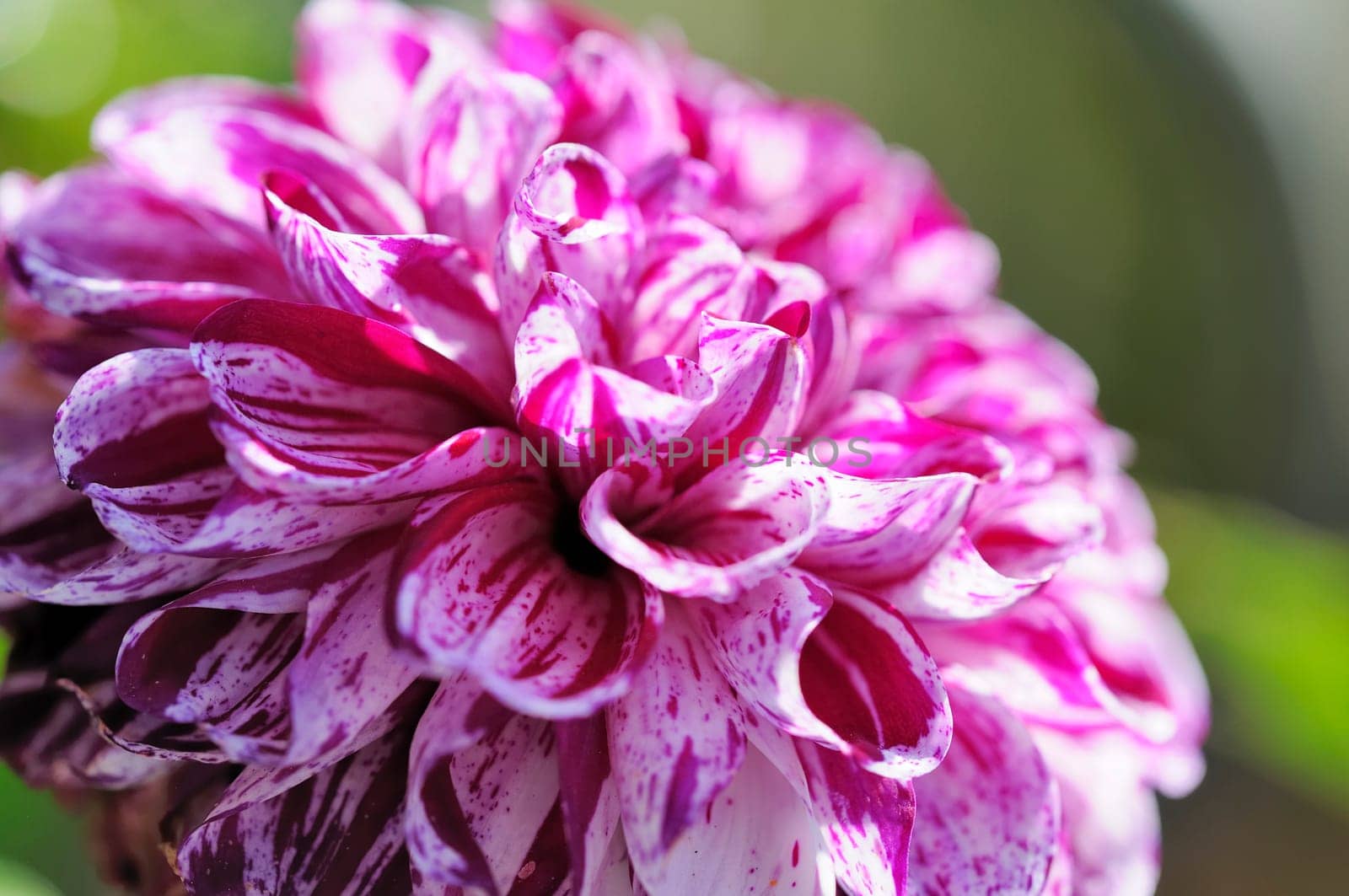 Dahlias