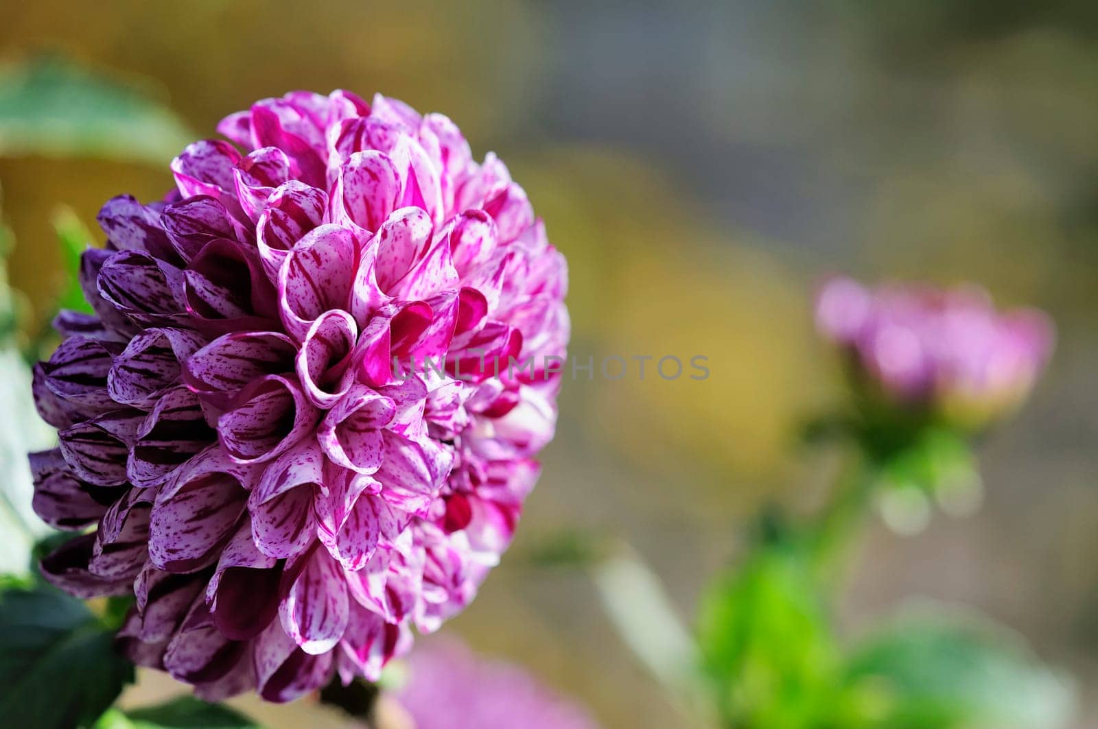 Dahlias