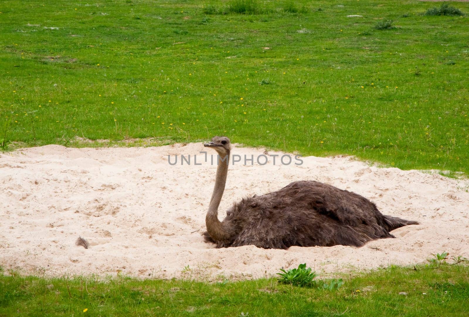 Female ostrich brooding sitting on sand surrounded by green grass