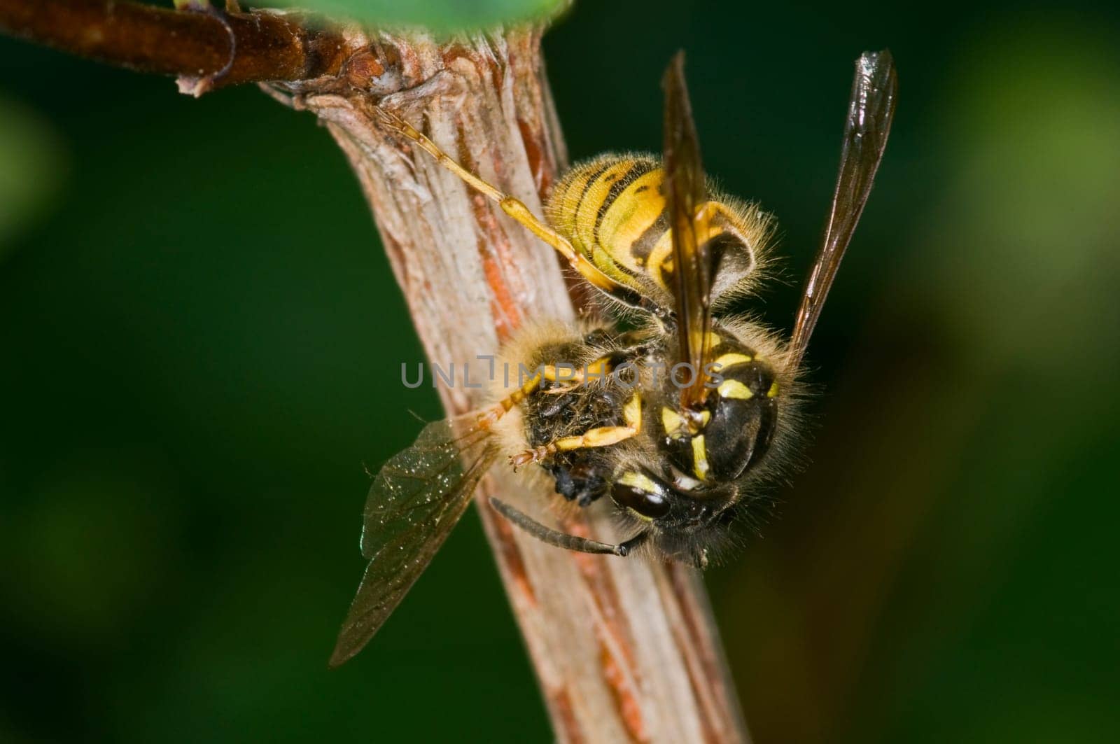 Wasp (Vespula germanica) eats unrecognizable small insect on a sloping branch with a blurred green background