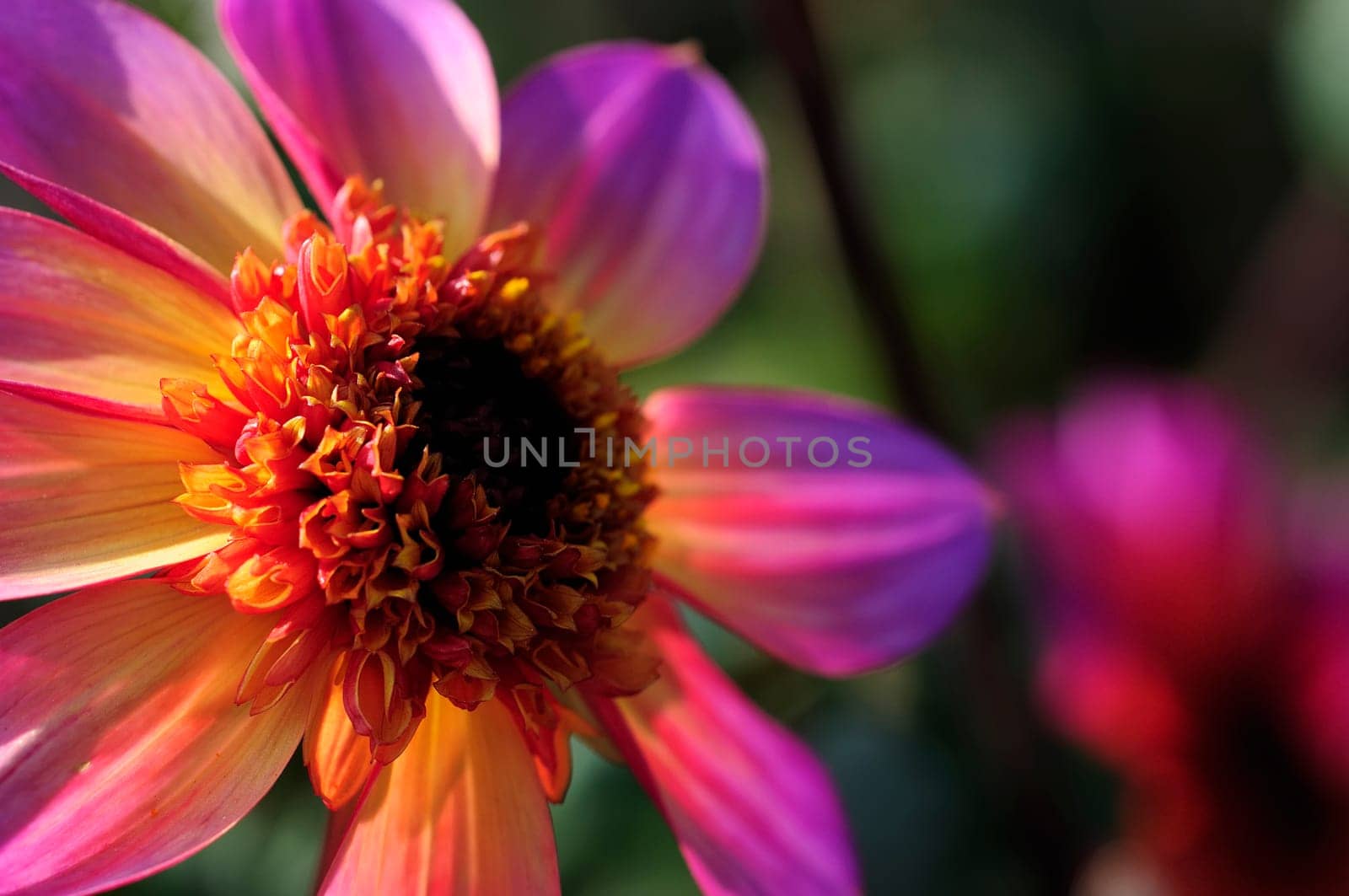 Dahlias