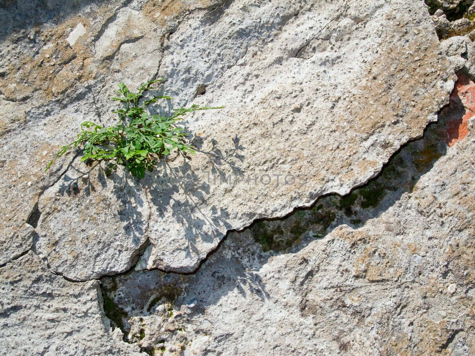 old cracked stone wall with single green plant in sunlight