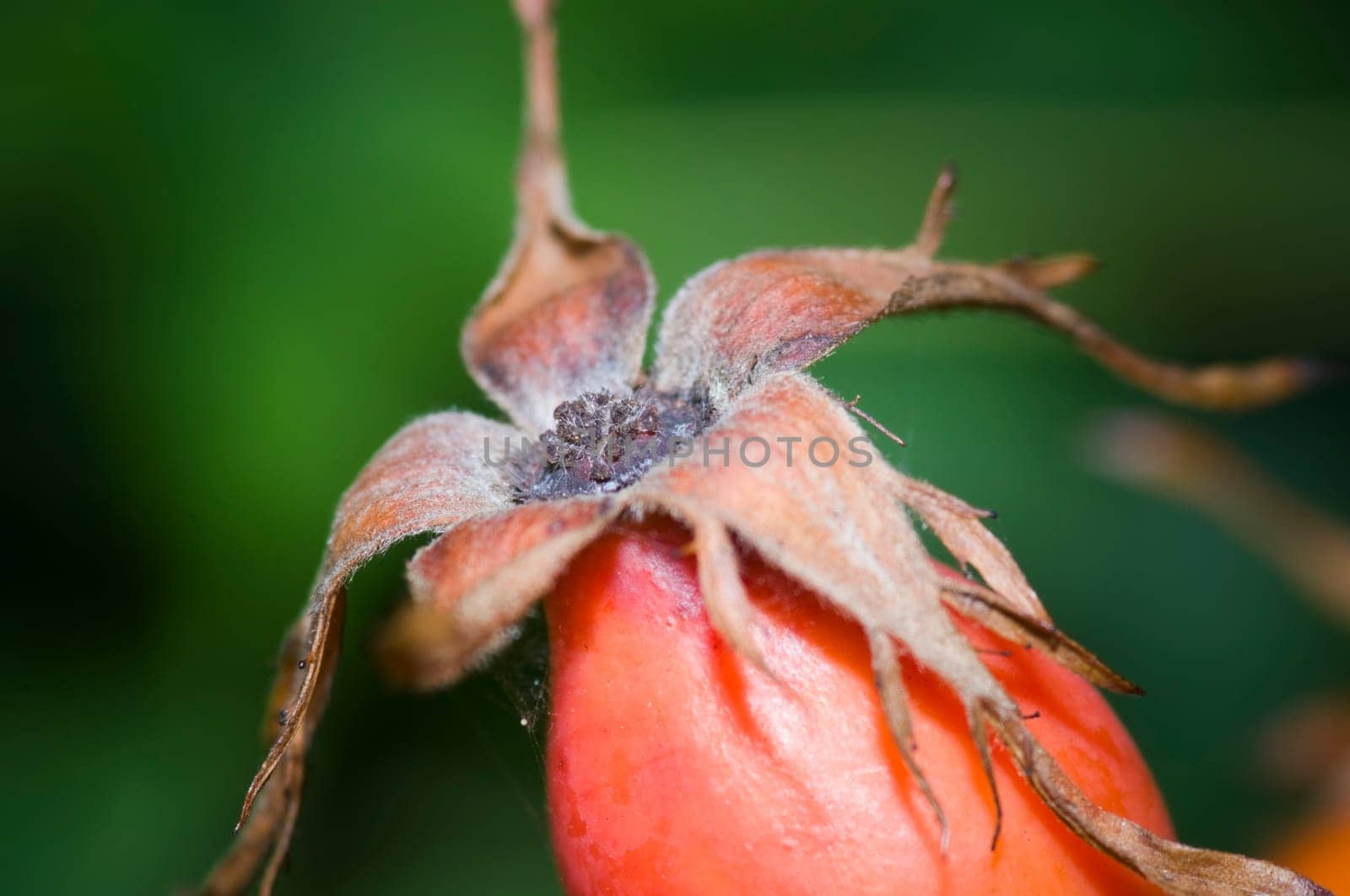Close-up of a ripe rosehip against blurred green background