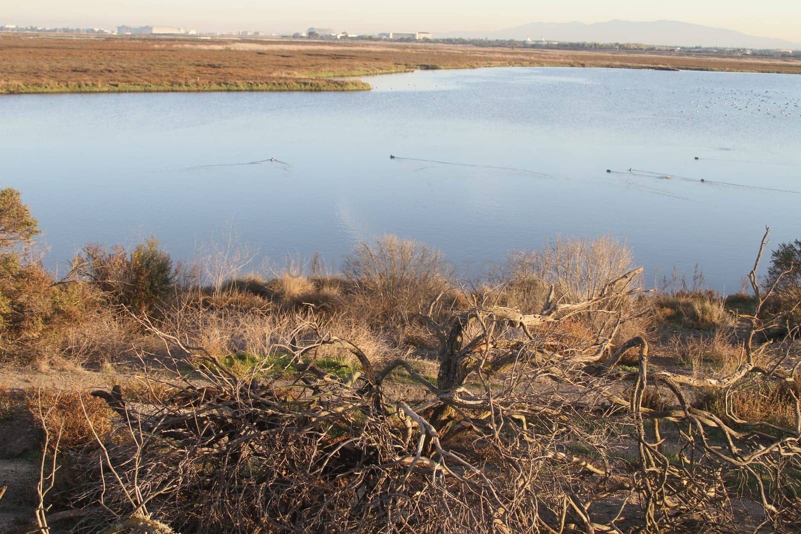 Palo Alto Baylands