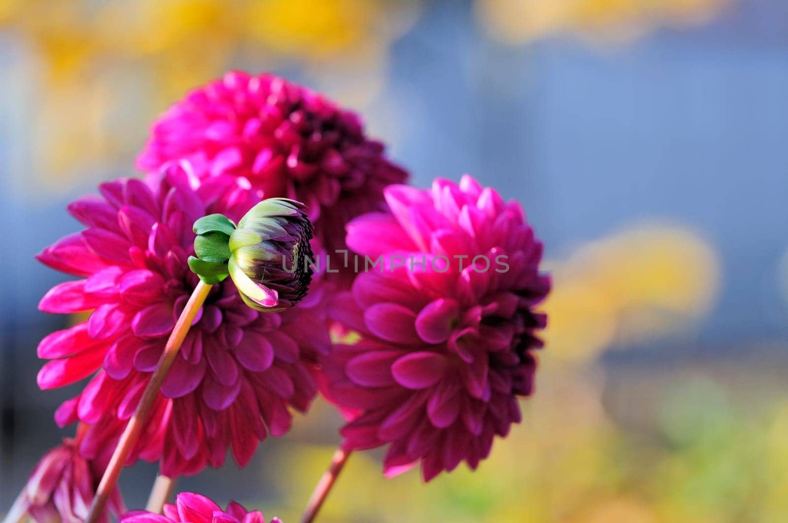 Dahlias