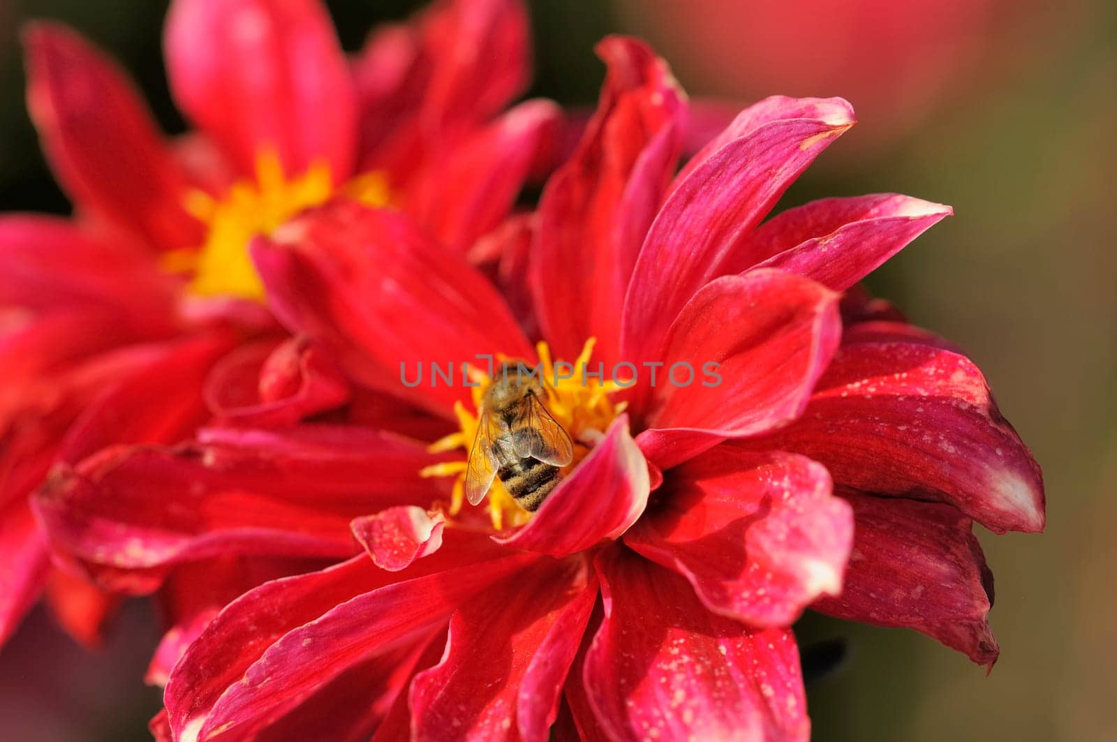 Dahlias