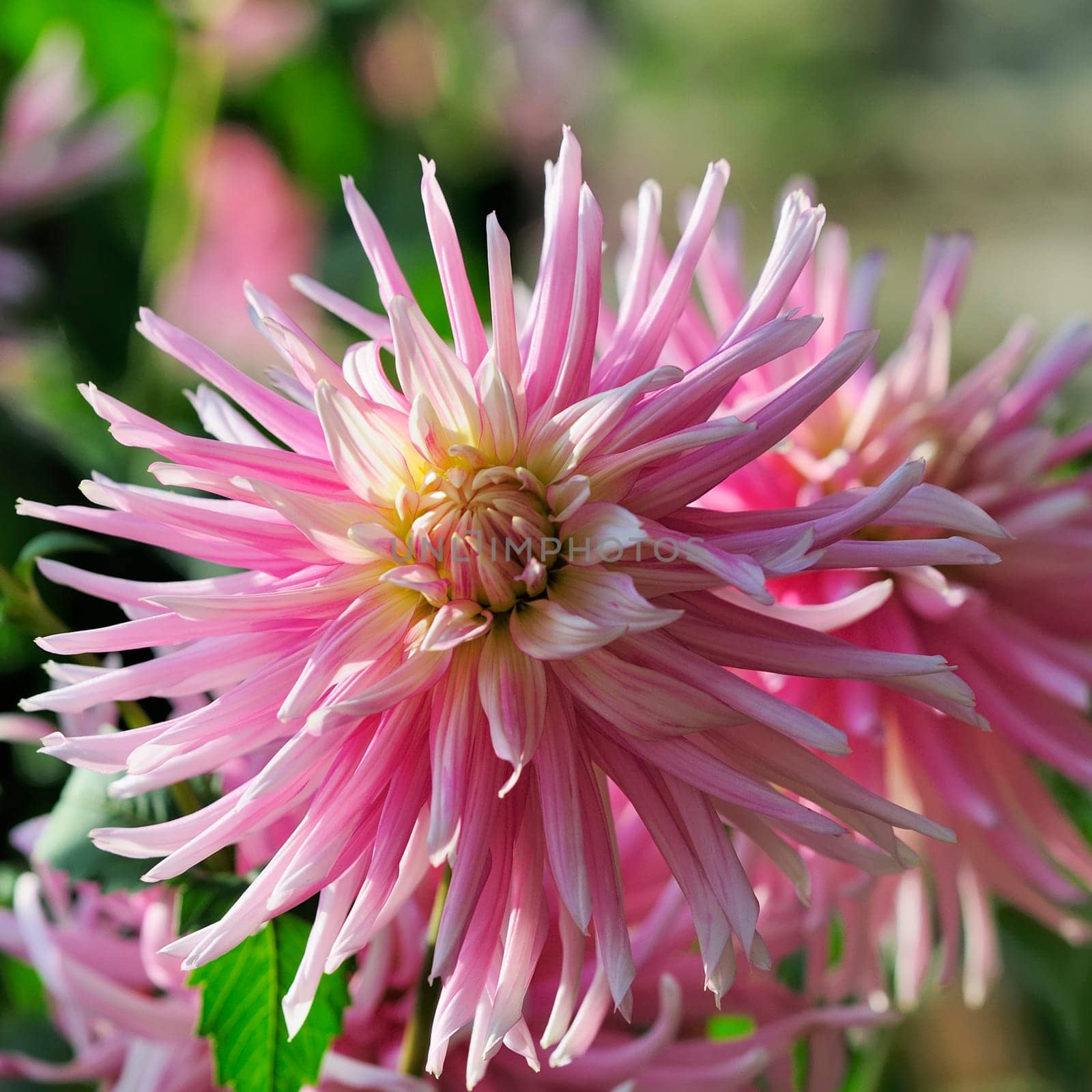 Dahlias