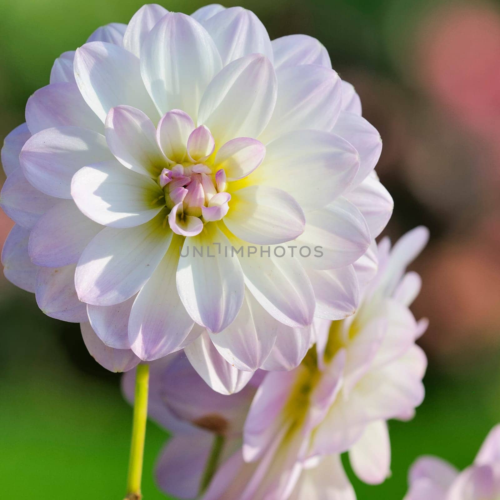 Dahlias