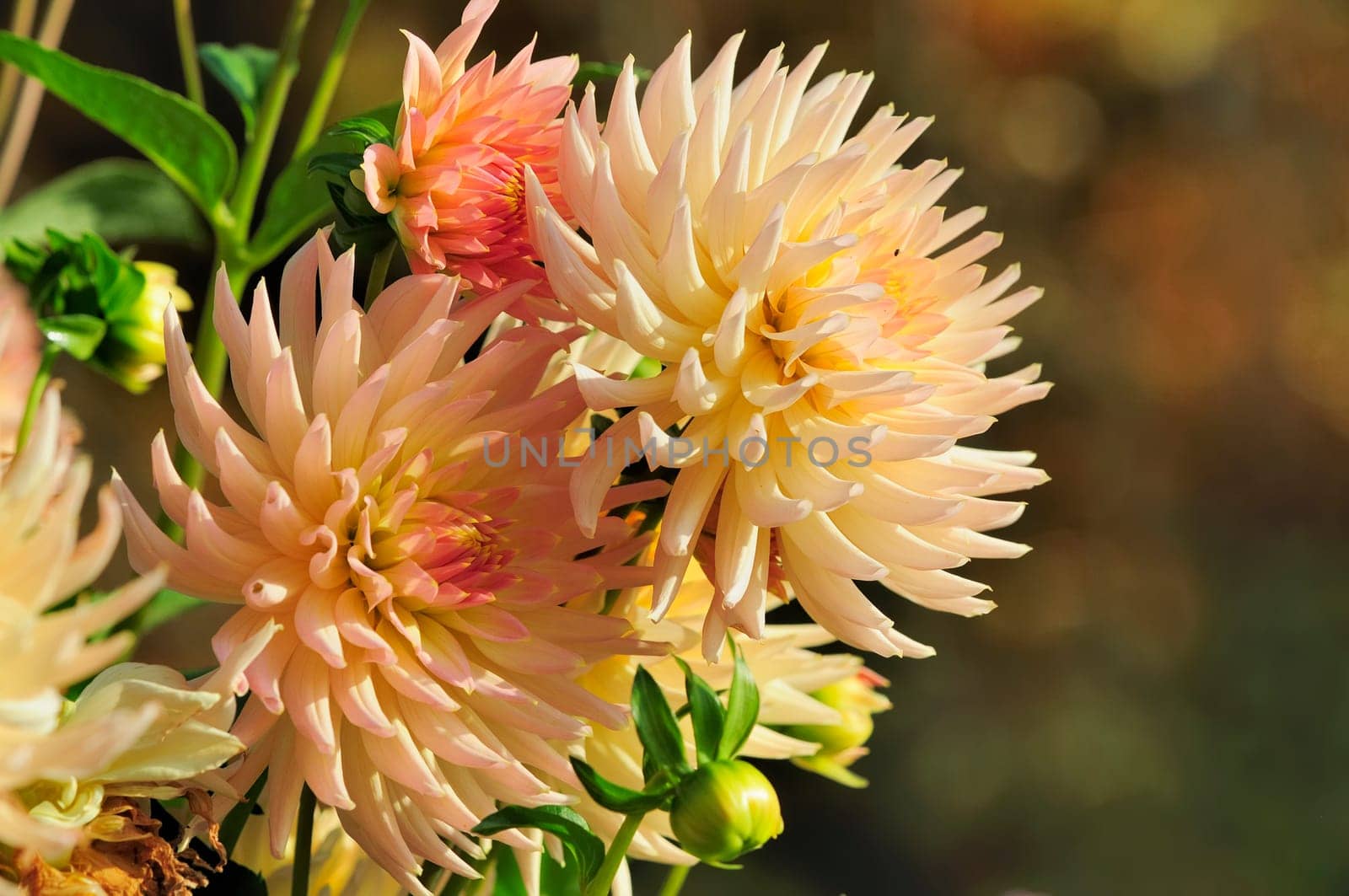 Dahlias