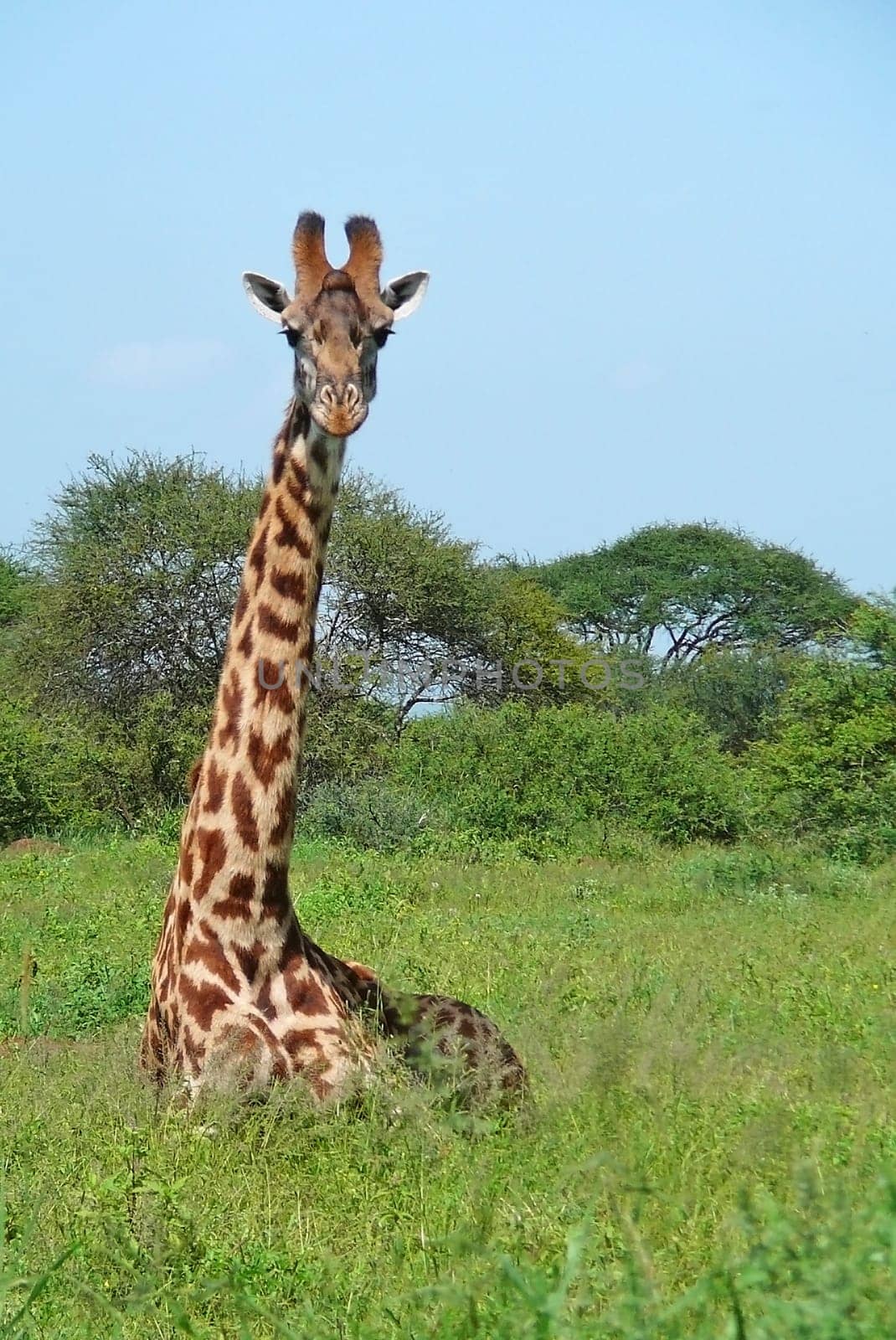 One giraffe resting in green african savannah