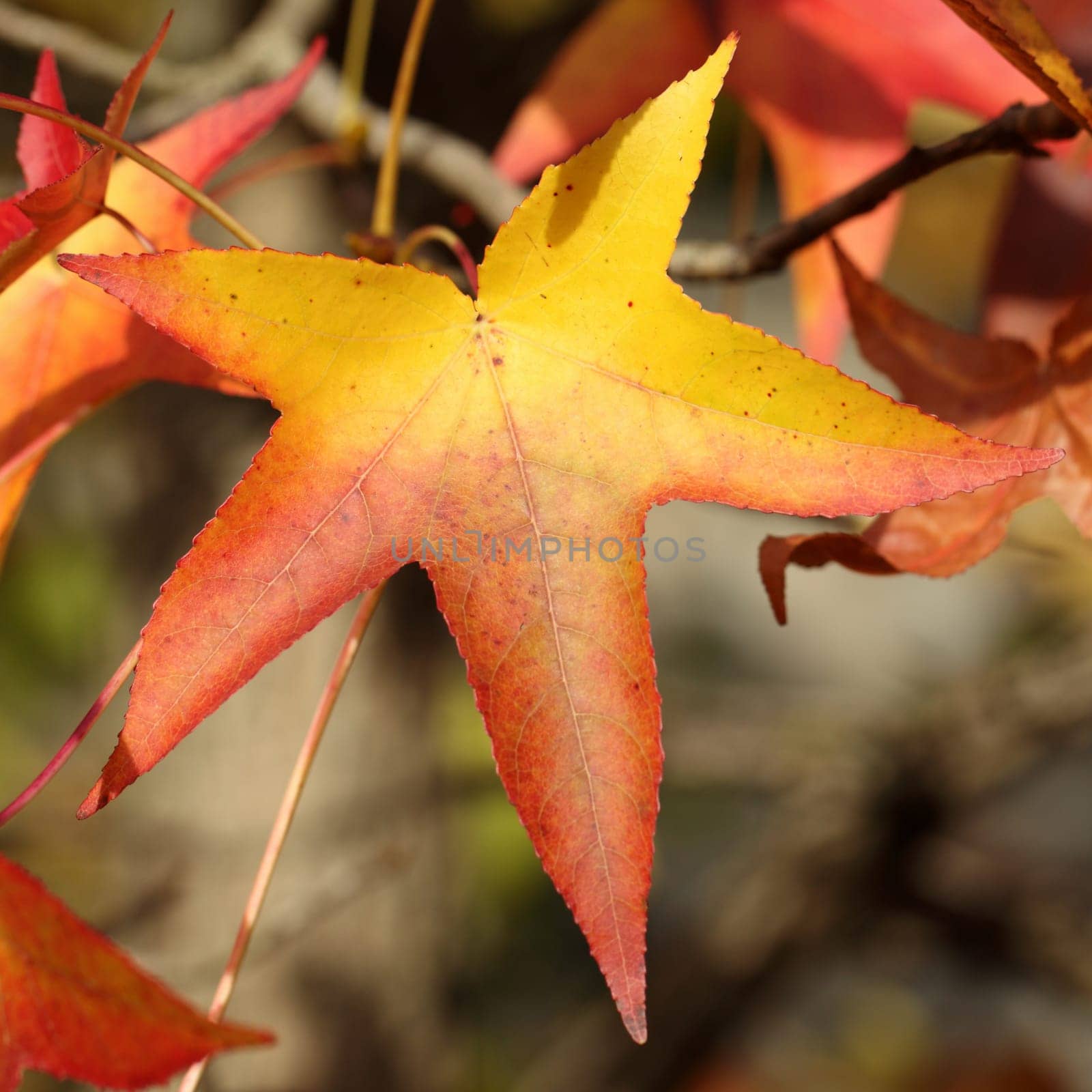 Details of autumn foliage of Liquidambar styraciflua