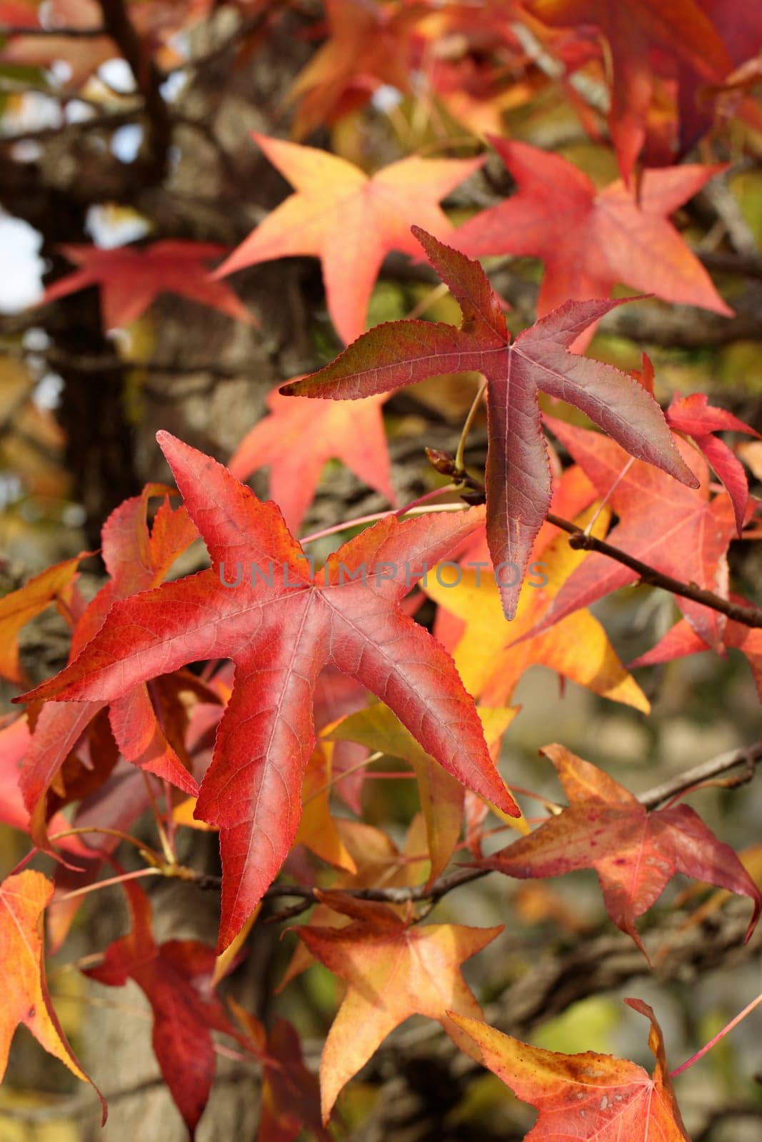Details of autumn foliage of Liquidambar styraciflua