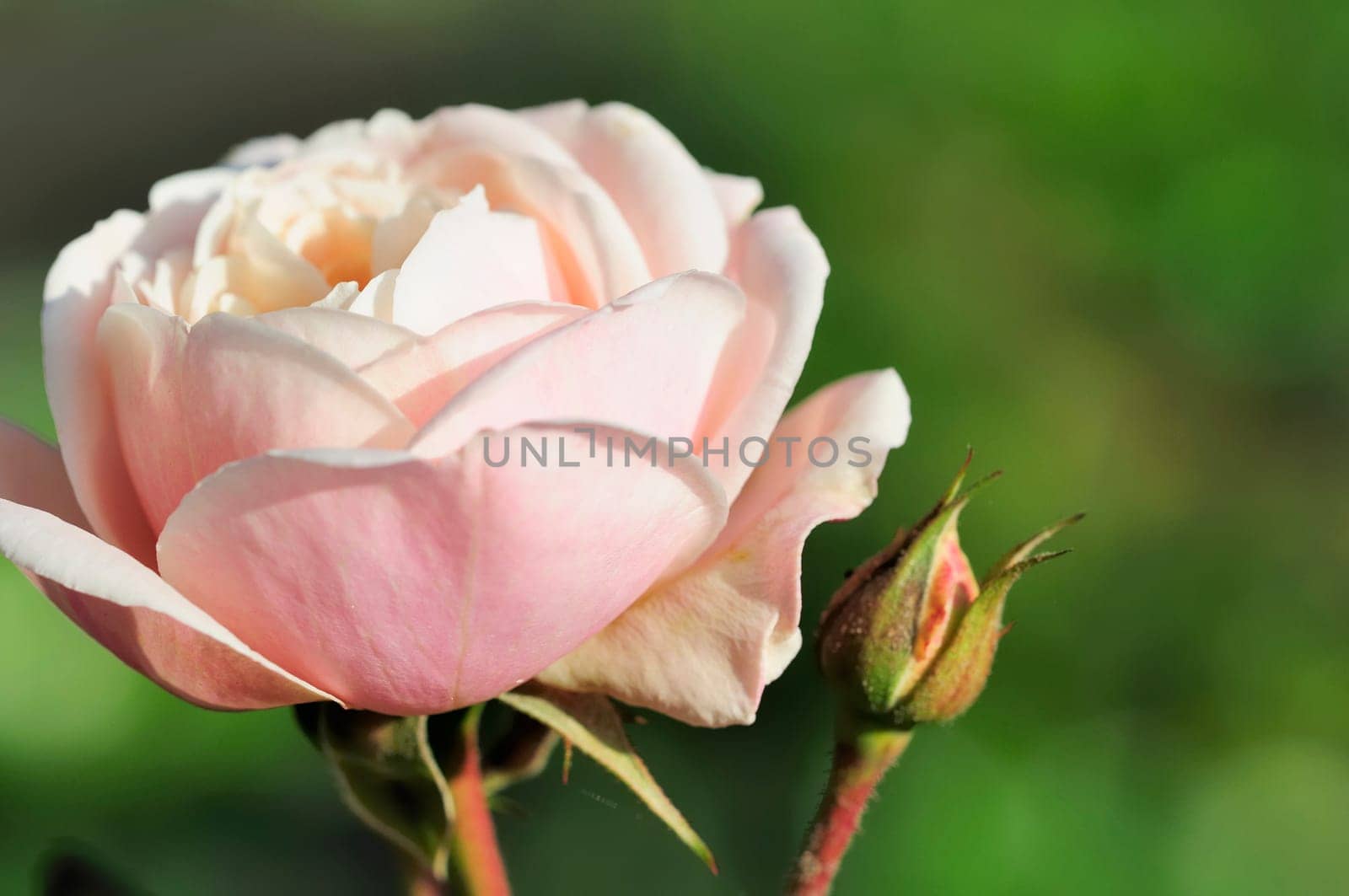 rose without hip without rosehip