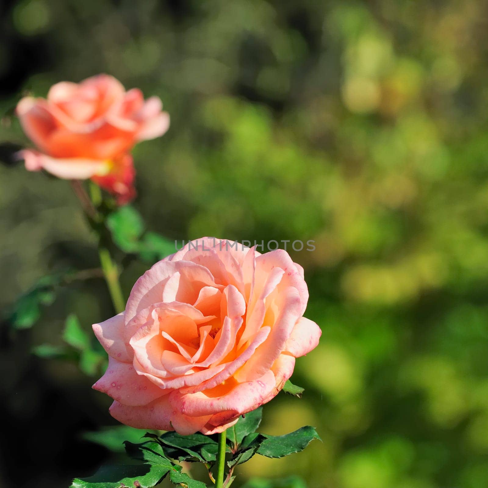 rose without hip without rosehip