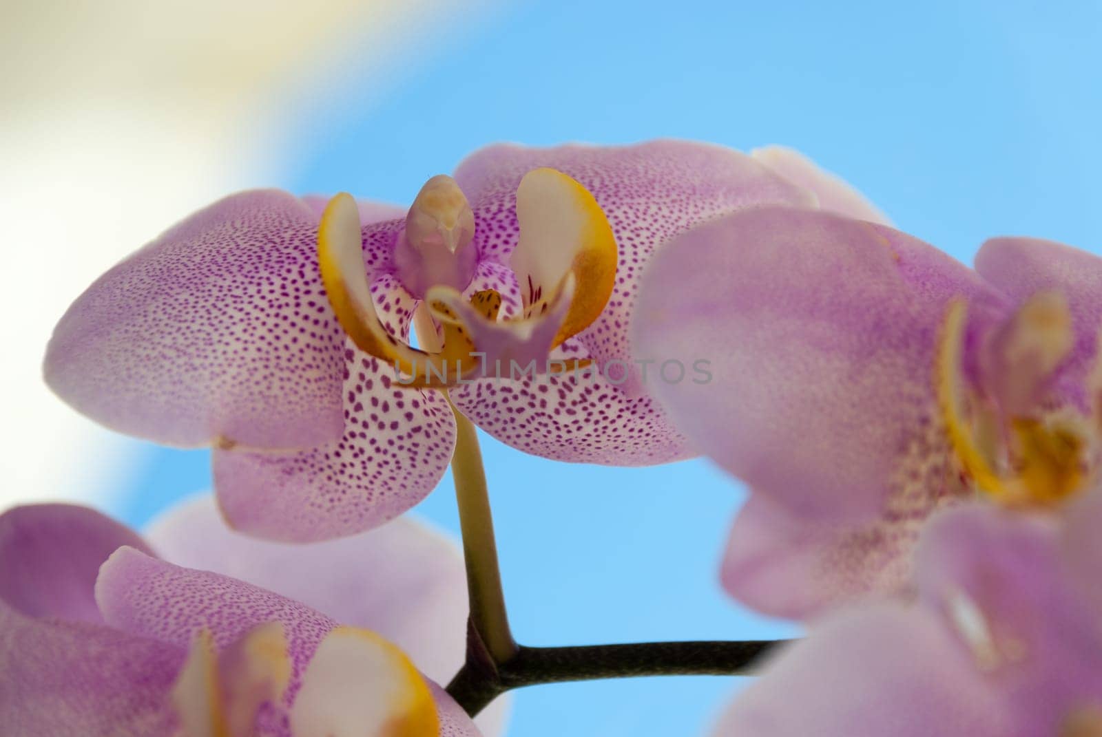 pink and white orchid with blue sky