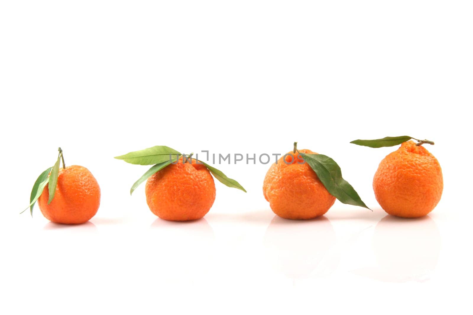 closeup mandarin row with copy space isolated on white background fruits and agriculture concepts