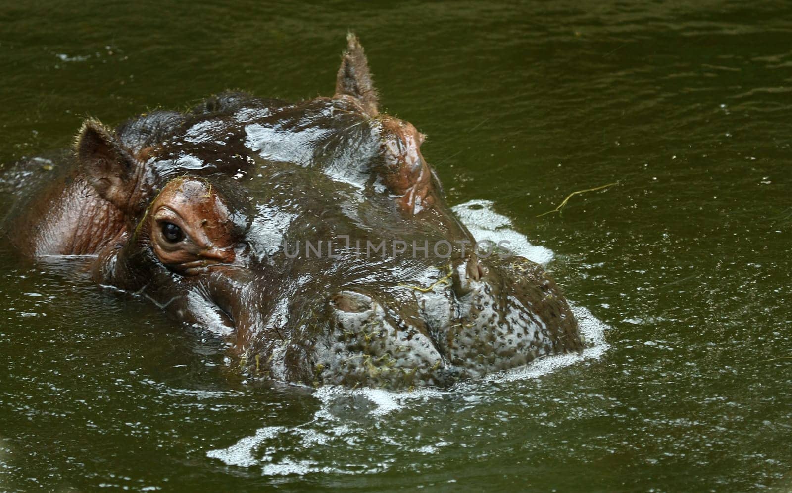 Hippopotamus