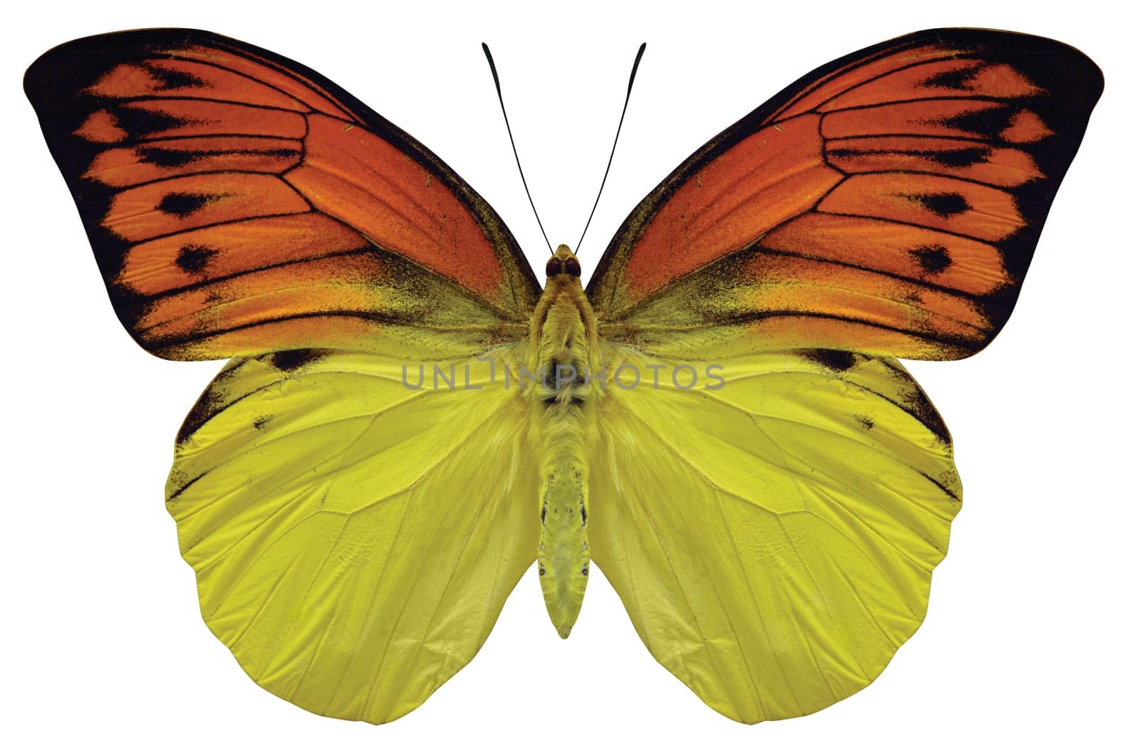 Close up of an orange and yellow butterly with black accents on a white background.