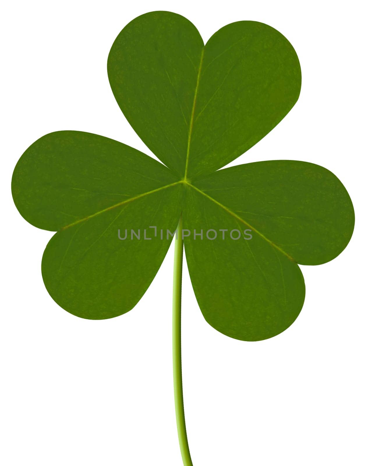 Close up of a clover on a white background.
