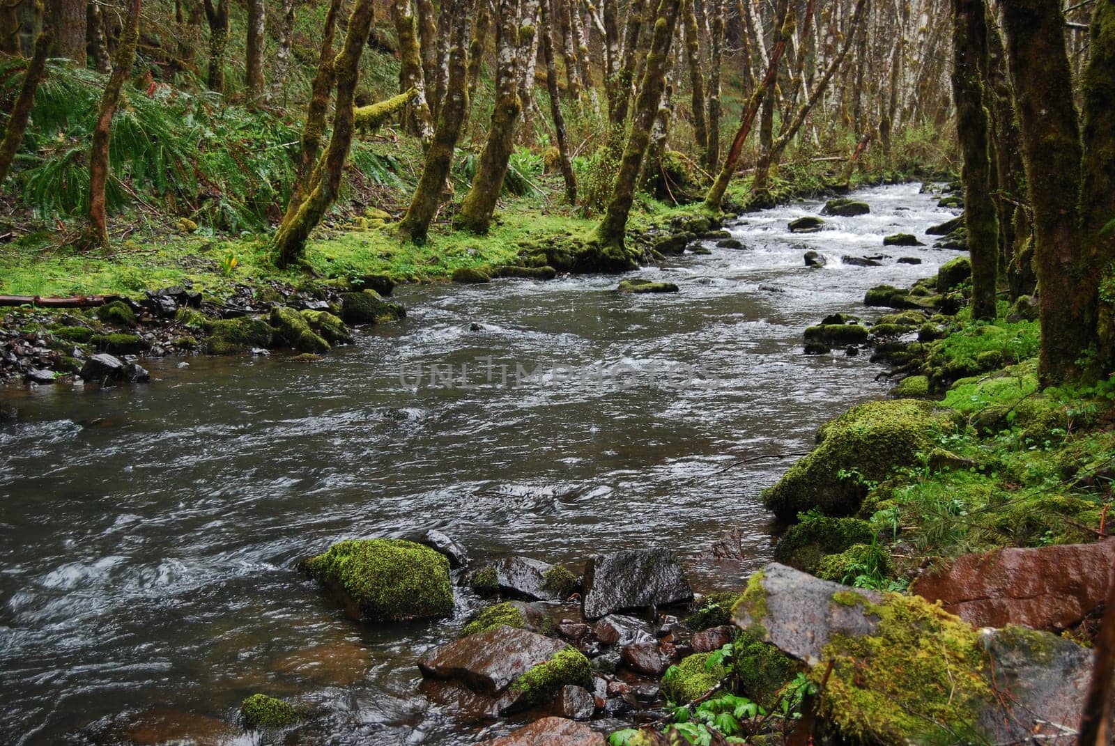 Stream running over rocks through a forest surrounded by moss and trees.