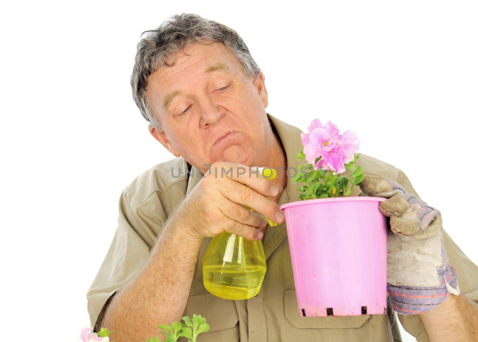 Fussy and careful middle aged gardener sprays a plant in a pot.
