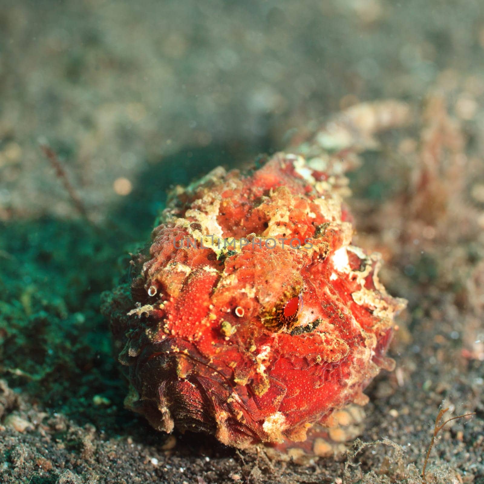 Macro shot of a tropical fish frogfish underwater