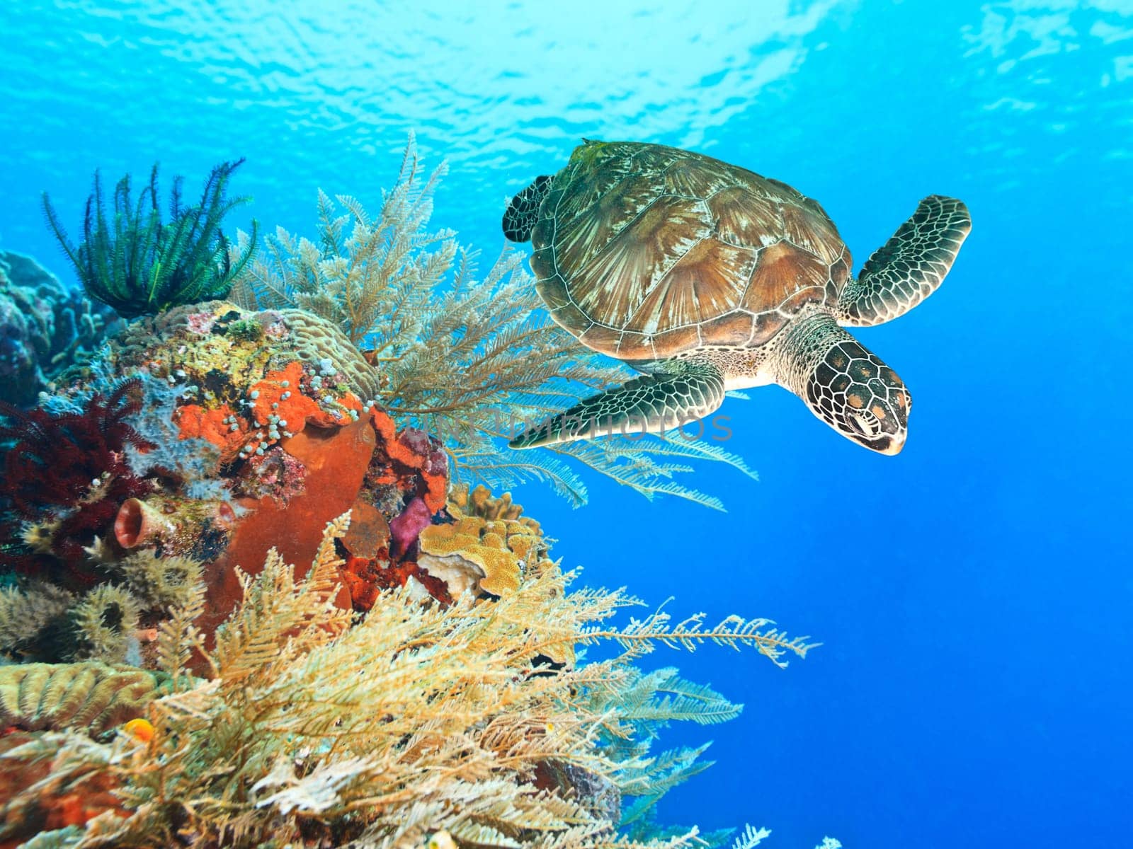 Turtle swimming underwater among the coral reef