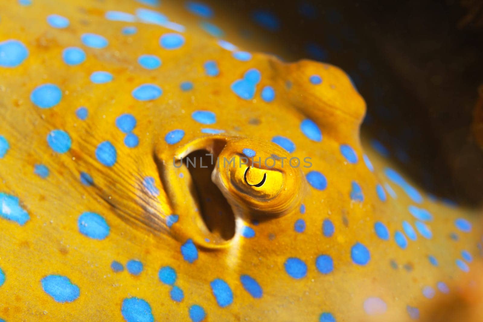 Macro shot of a Bluespotted stingray underwater