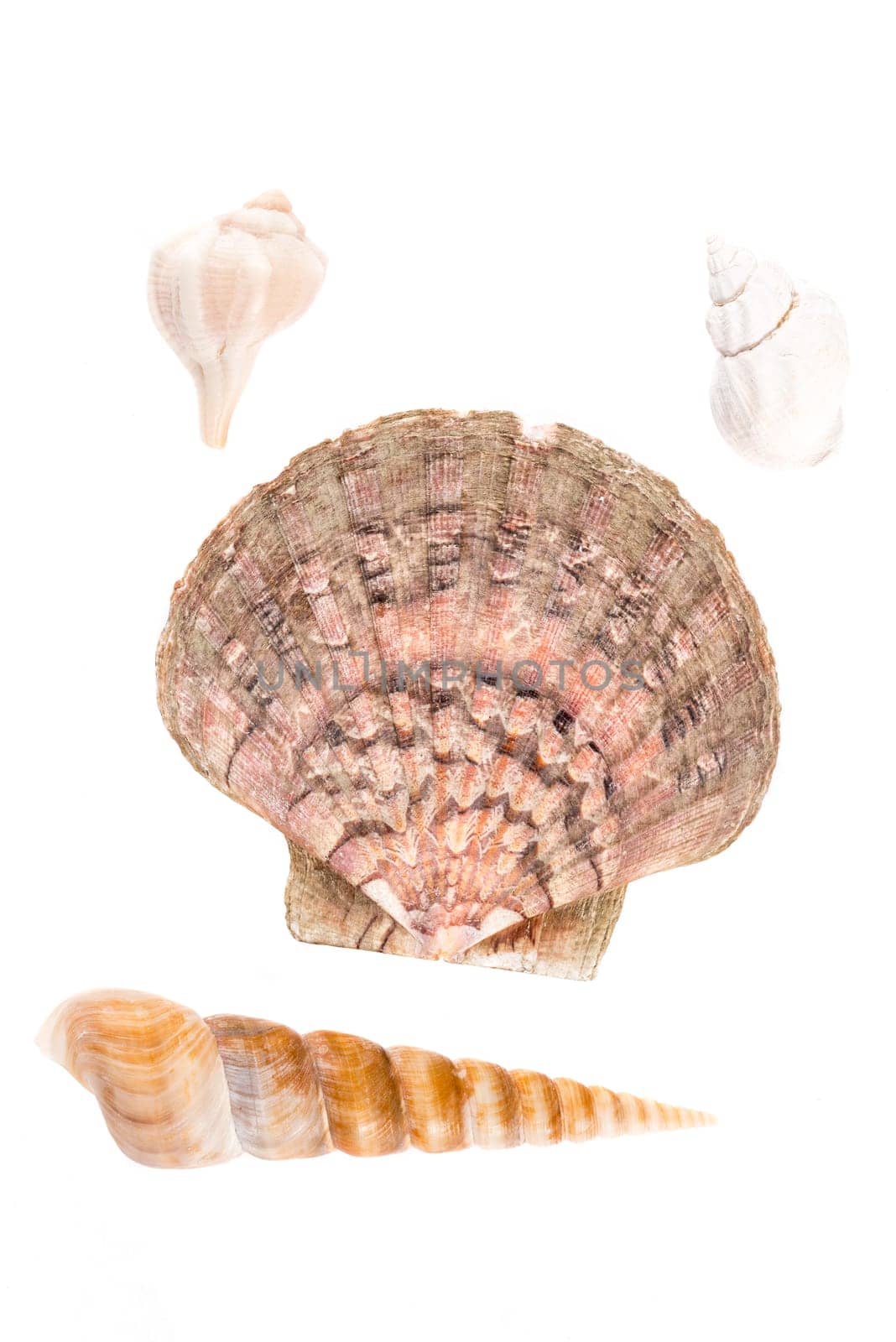 Seashells against white background