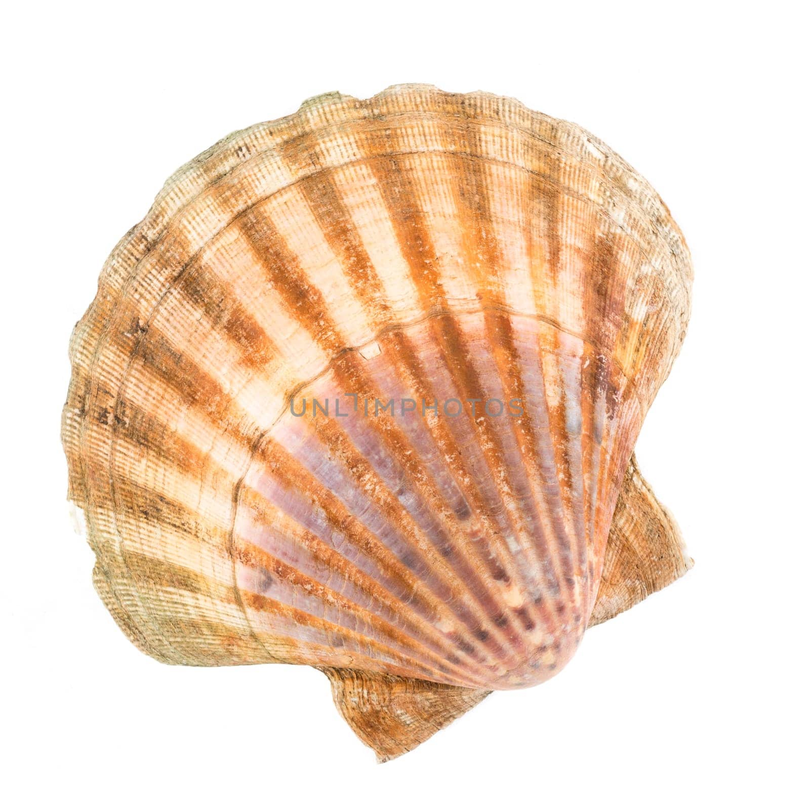 Seashell in front of white background
