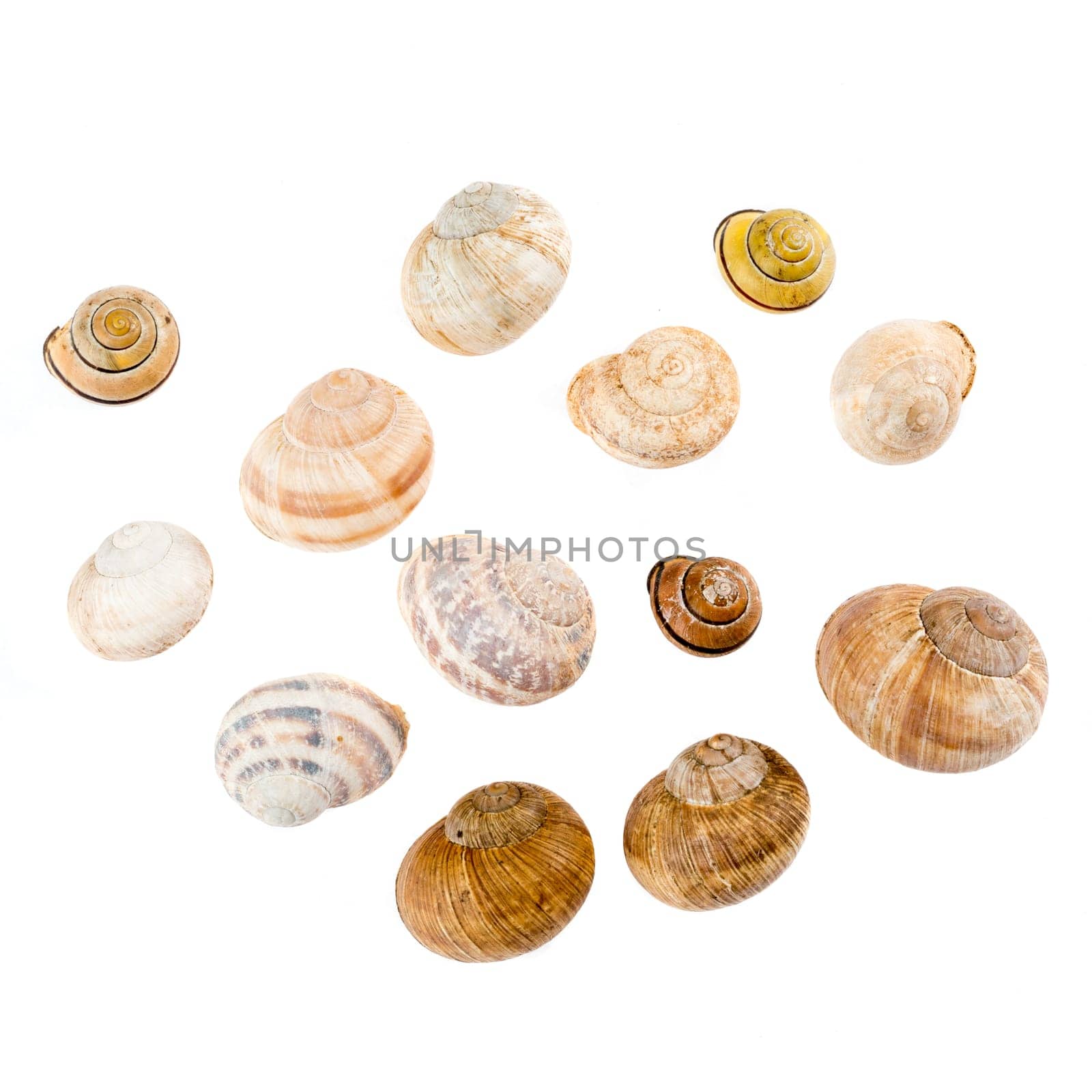 Snail shells against white background