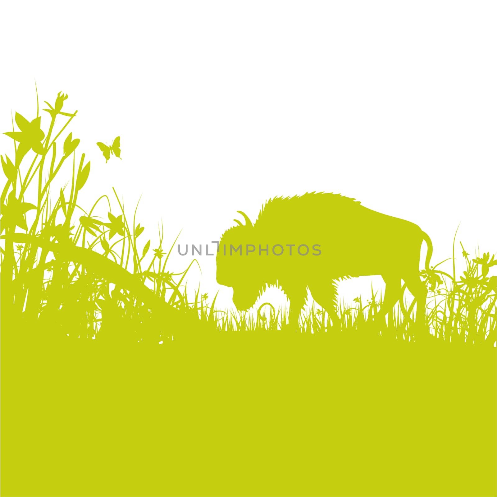 Blades of grass buffalo in the grass desert