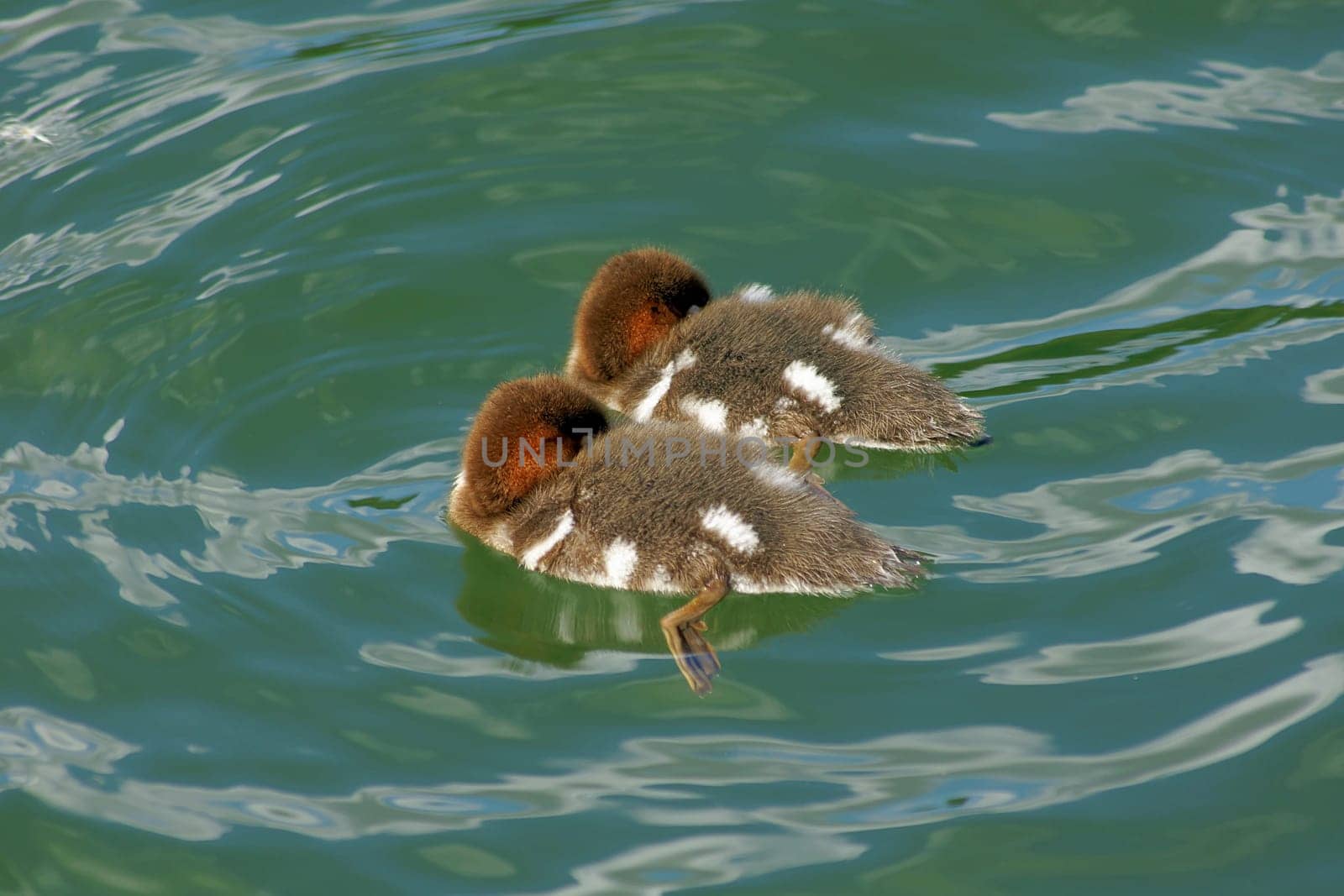 2 young goosander