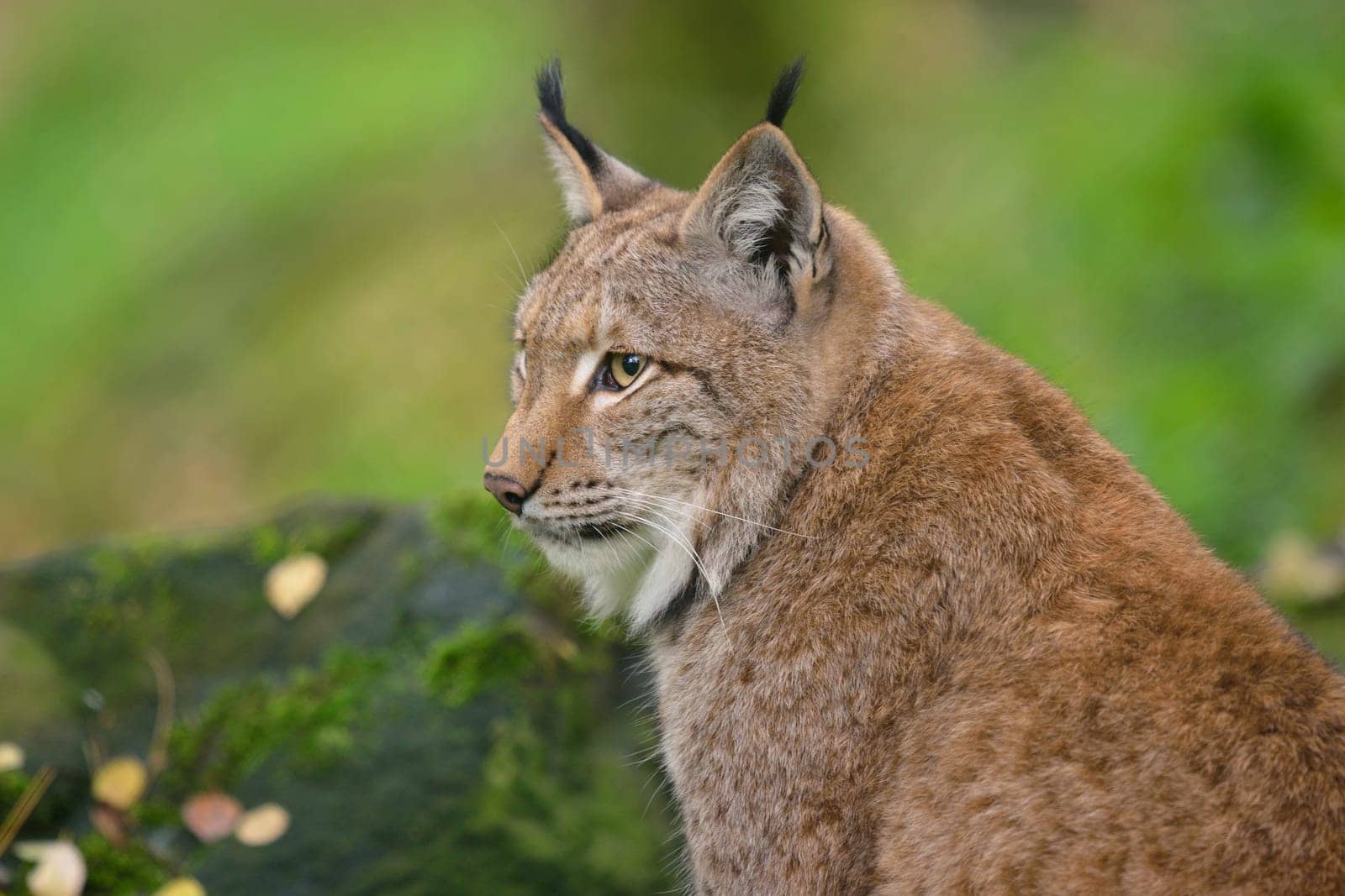 Lynx