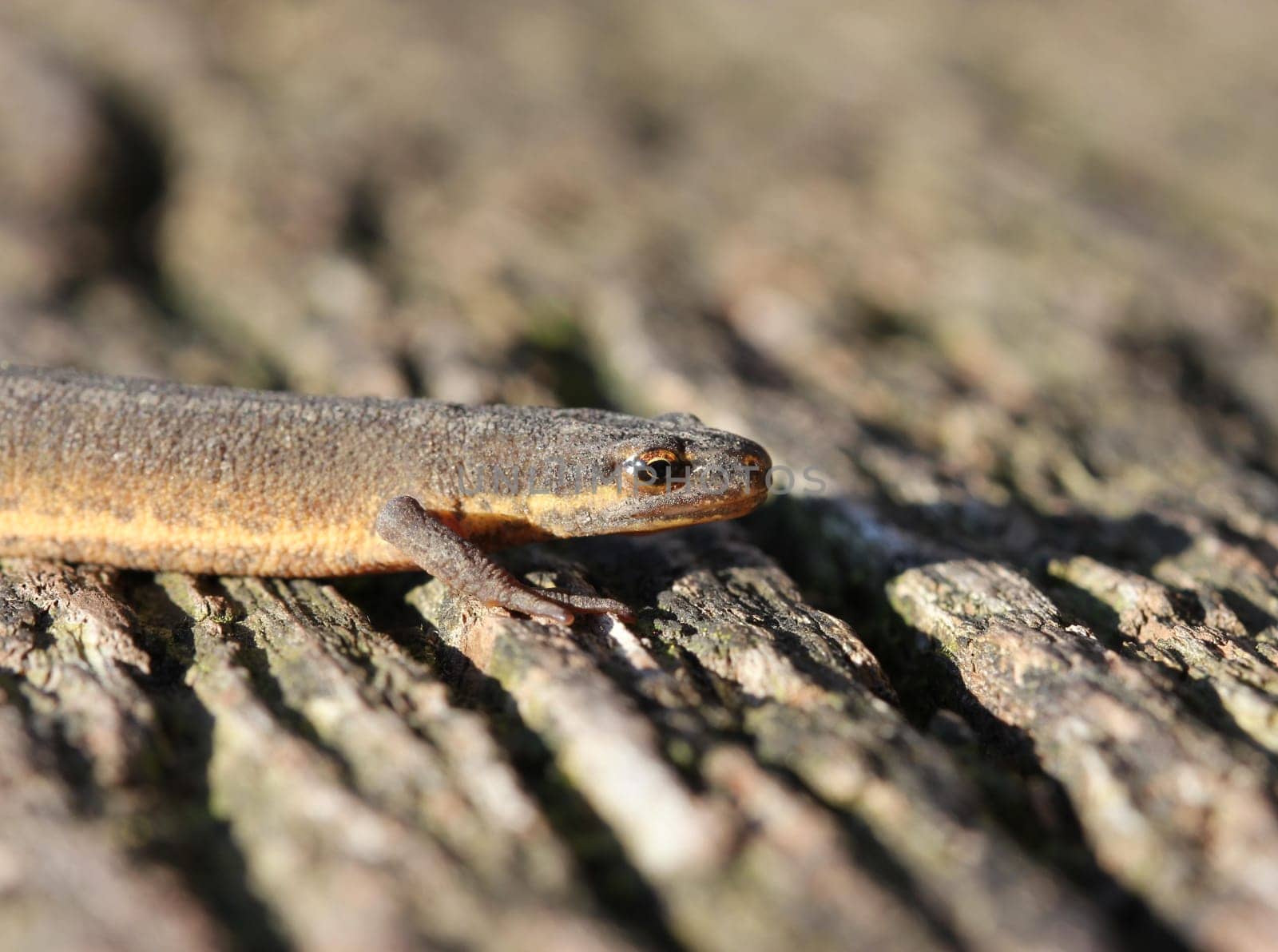 Pond newt in country costume