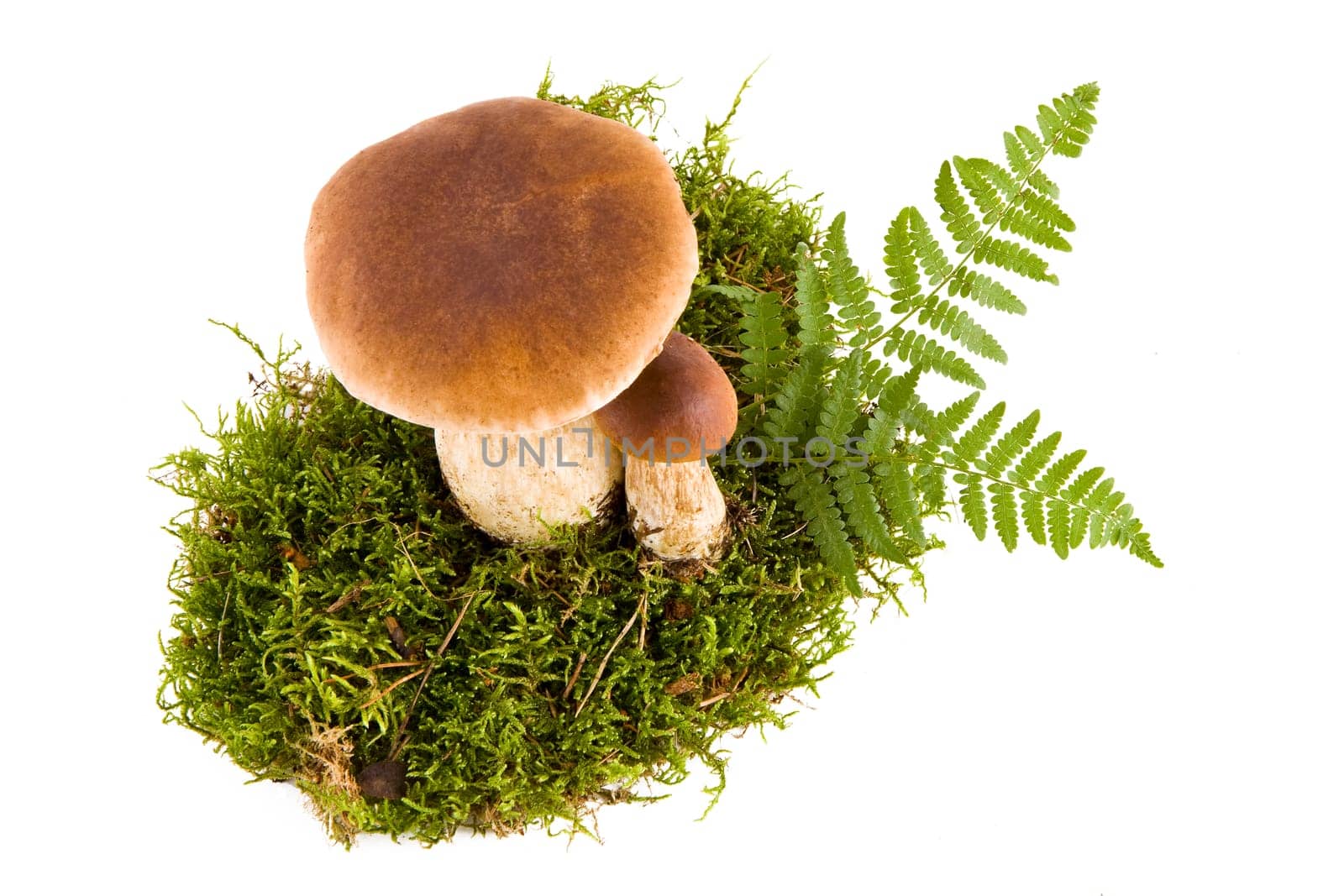 Two fresh porcini mushrooms in a green moss isolated, bottom view