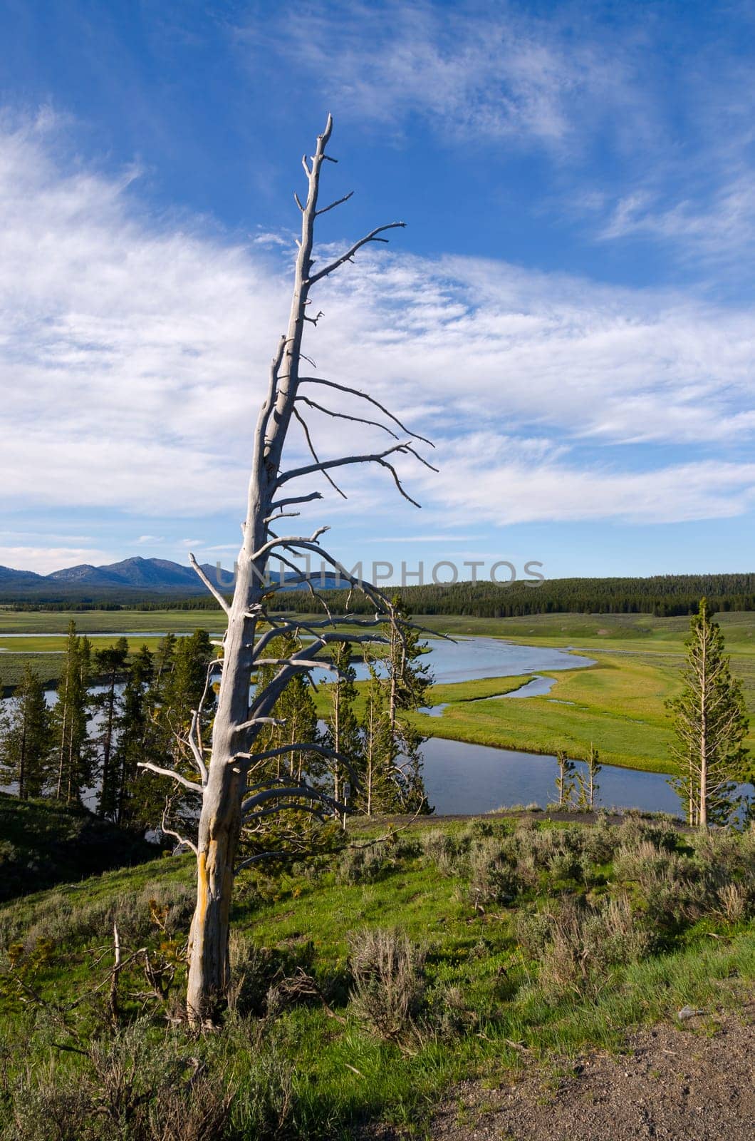 tree in Yellowstone National Park in Wyoming in the United States of America