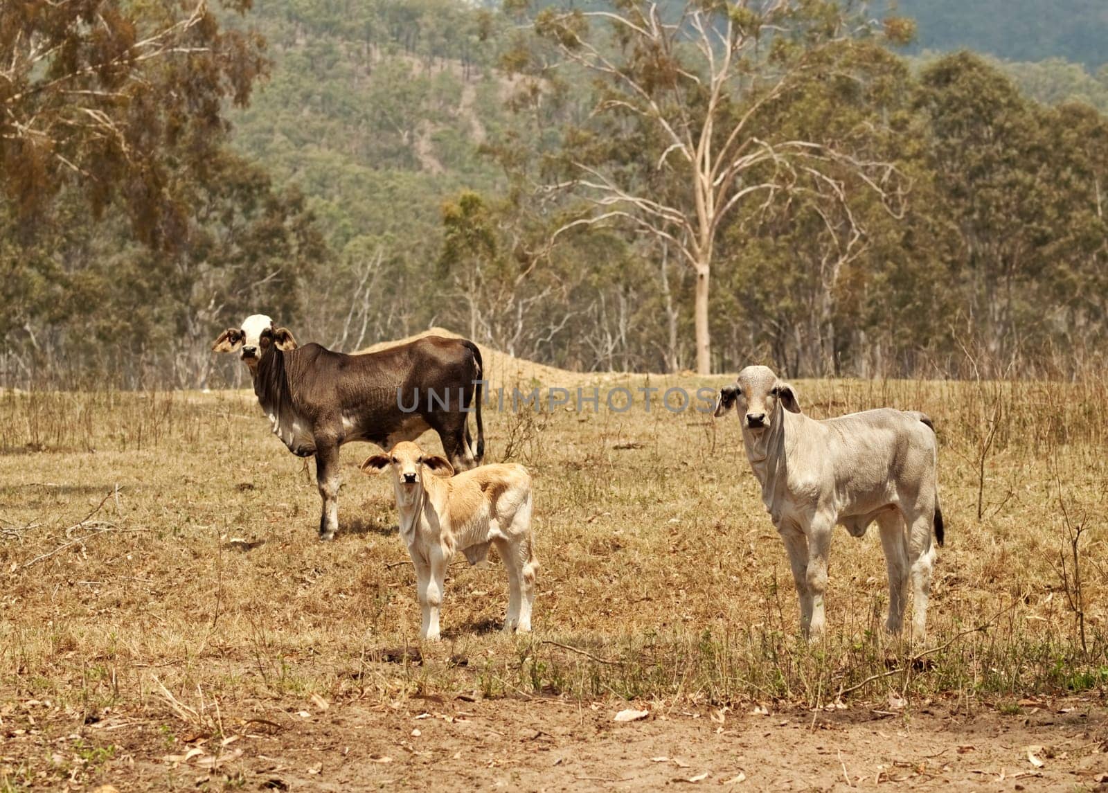 Beef Cattle herd cow heifer and calf live stock on rural ranch