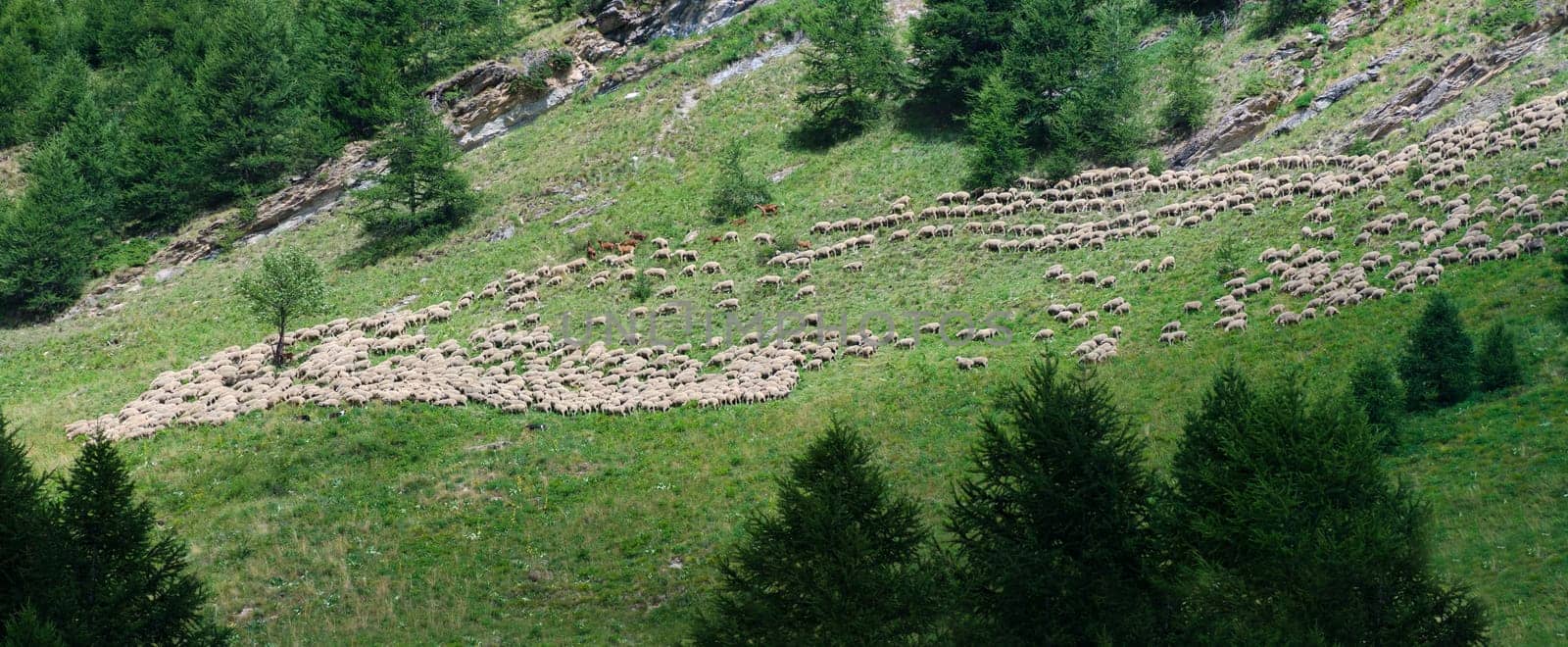 overview of a flock of sheep in the Alps in Italy